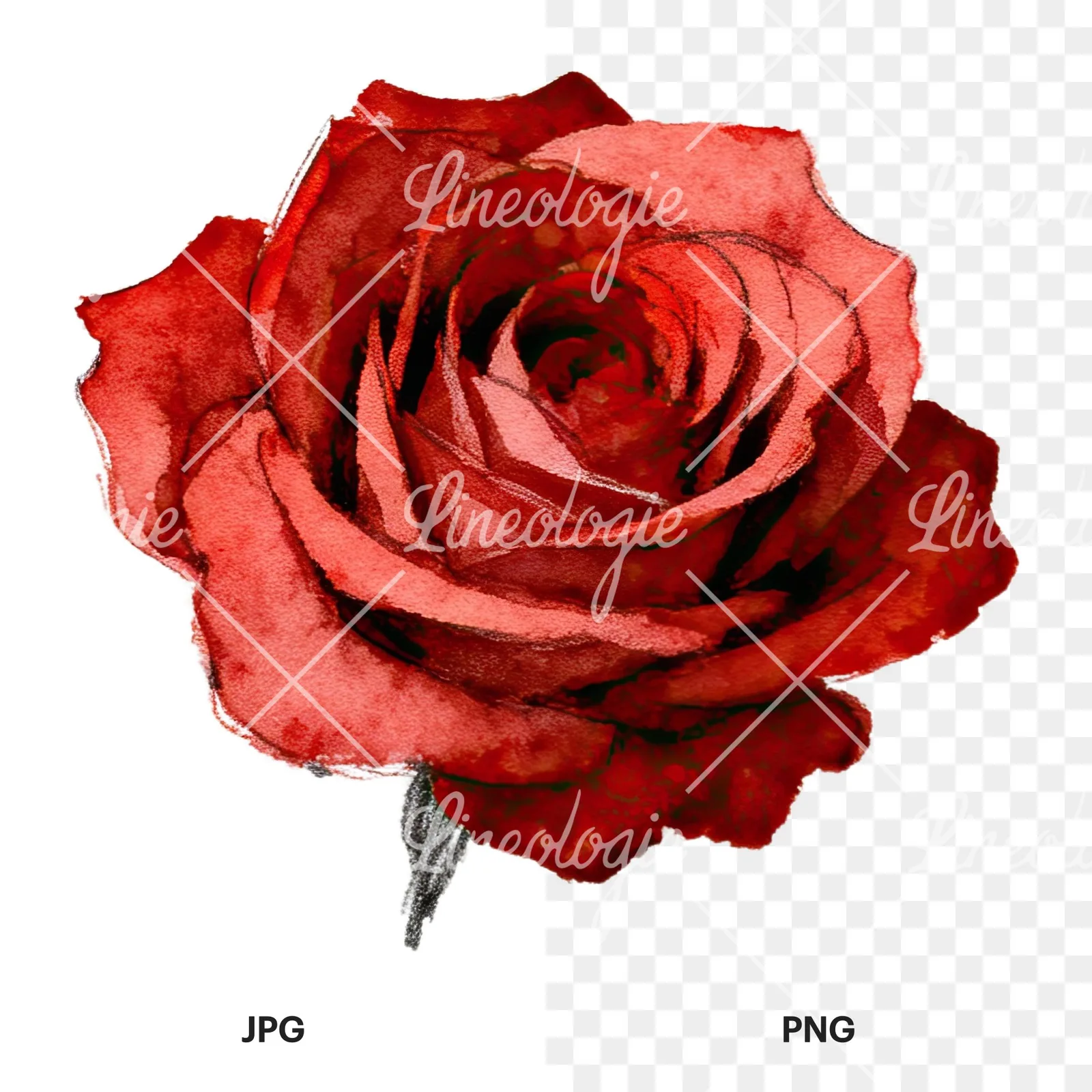 Watercolor red and pink rose with stems clipart 1 of 10, as a JPG on white and a transparent PNG