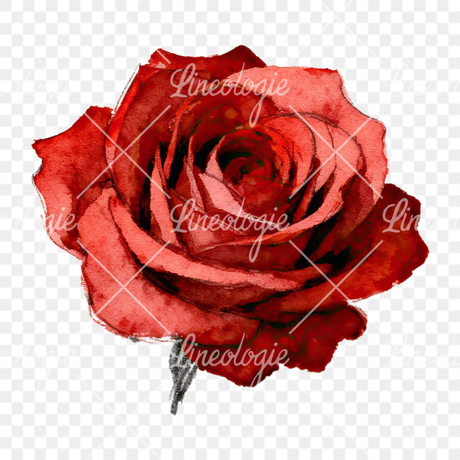 Watercolor red and pink rose with stems clipart 1 of 10 on a transparent background (PNG)