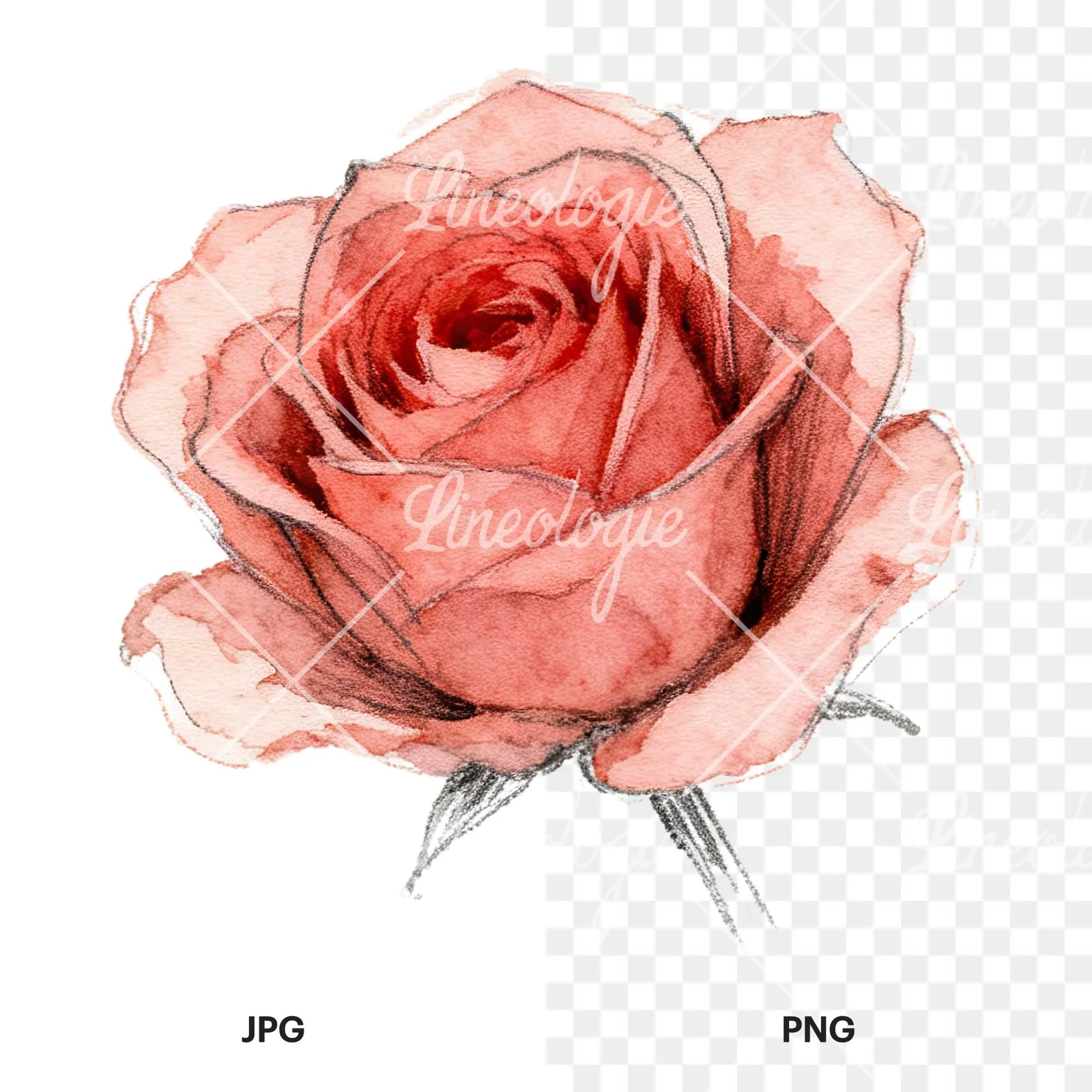 Watercolor red and pink rose with stems clipart 2 of 10, as a JPG on white and a transparent PNG