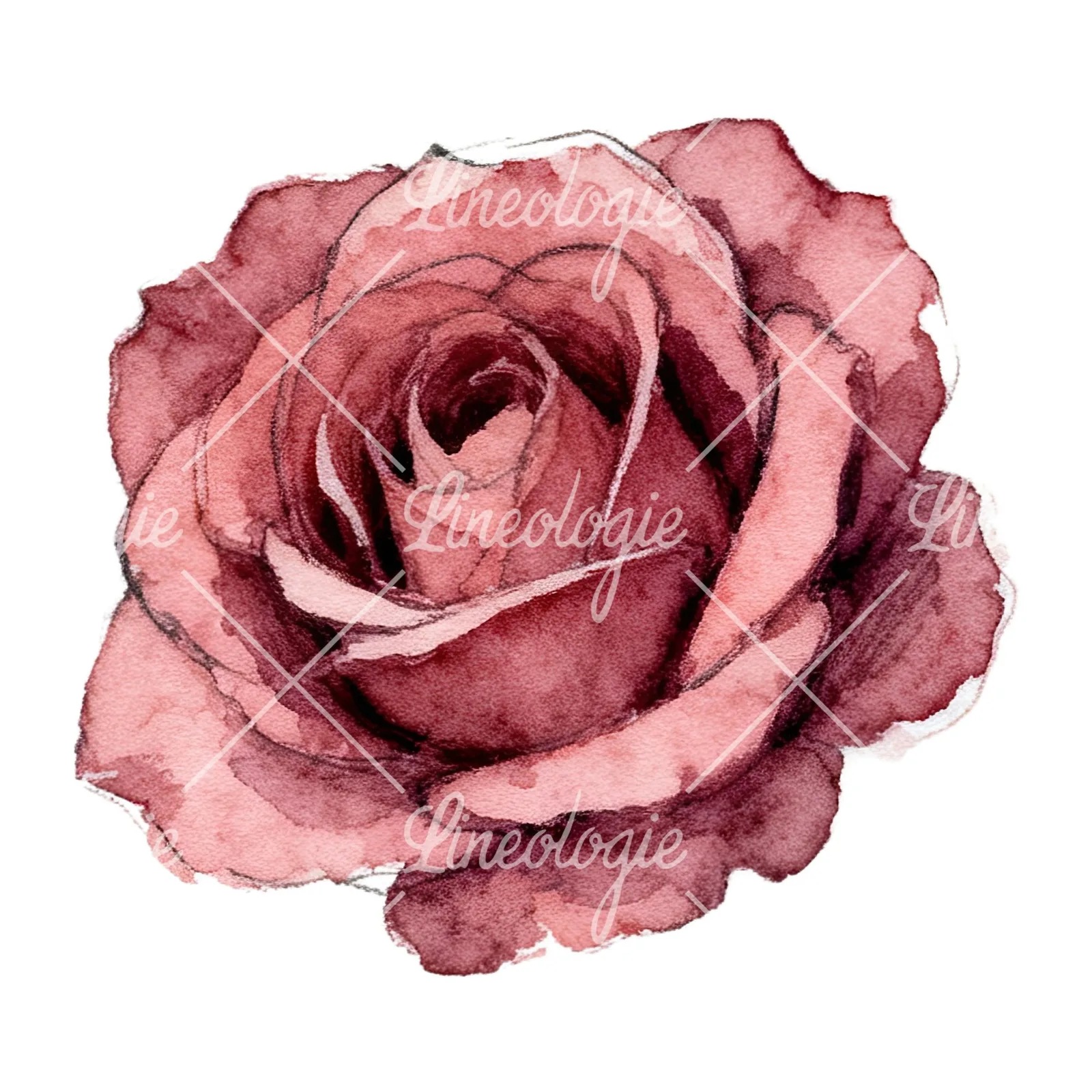 Watercolor red and pink rose with stems clipart 3 of 10 on a white background (JPG)
