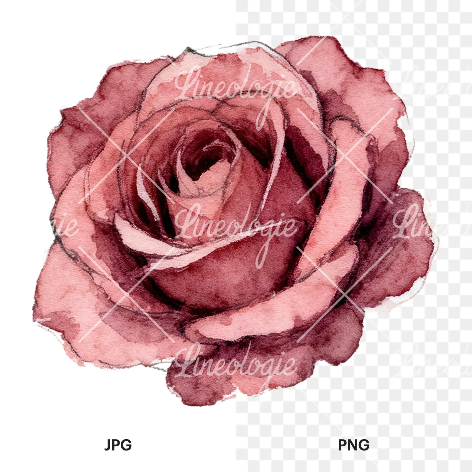 Watercolor red and pink rose with stems clipart 3 of 10, as a JPG on white and a transparent PNG