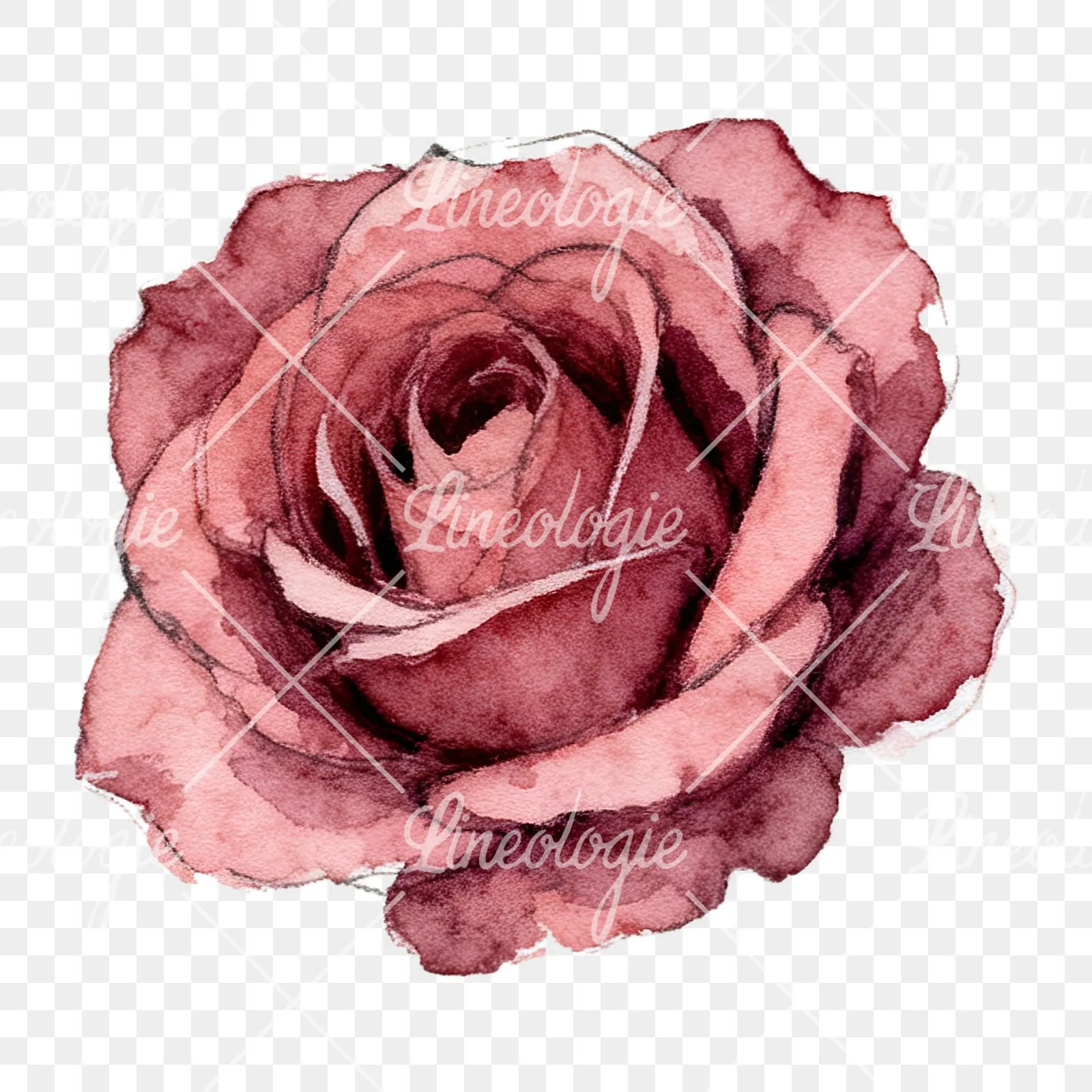 Watercolor red and pink rose with stems clipart 3 of 10 on a transparent background (PNG)