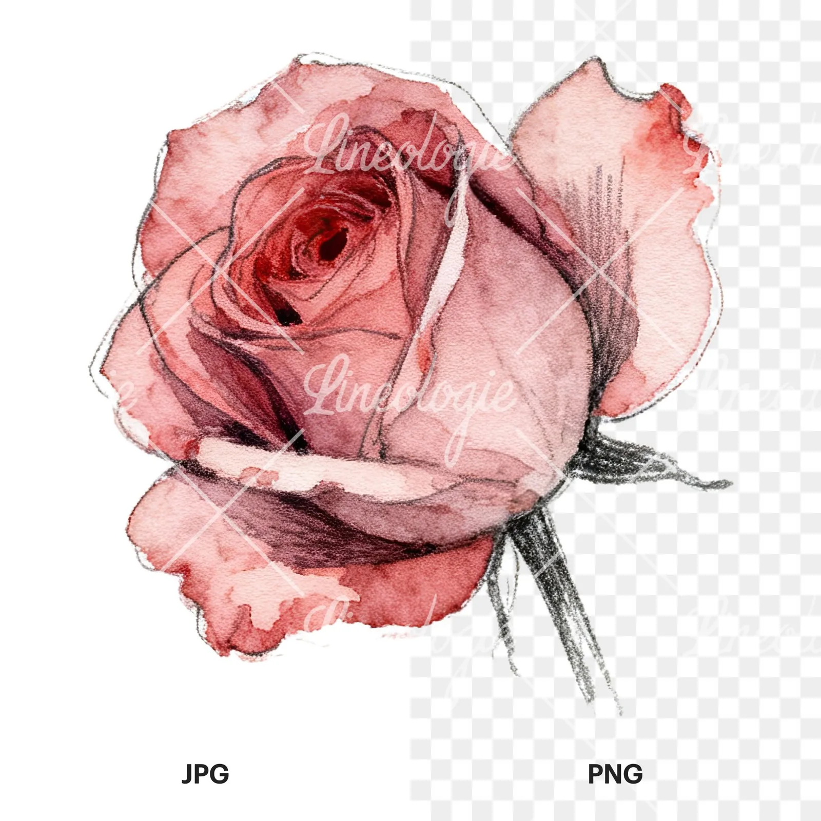 Watercolor red and pink rose with stems clipart 4 of 10, as a JPG on white and a transparent PNG