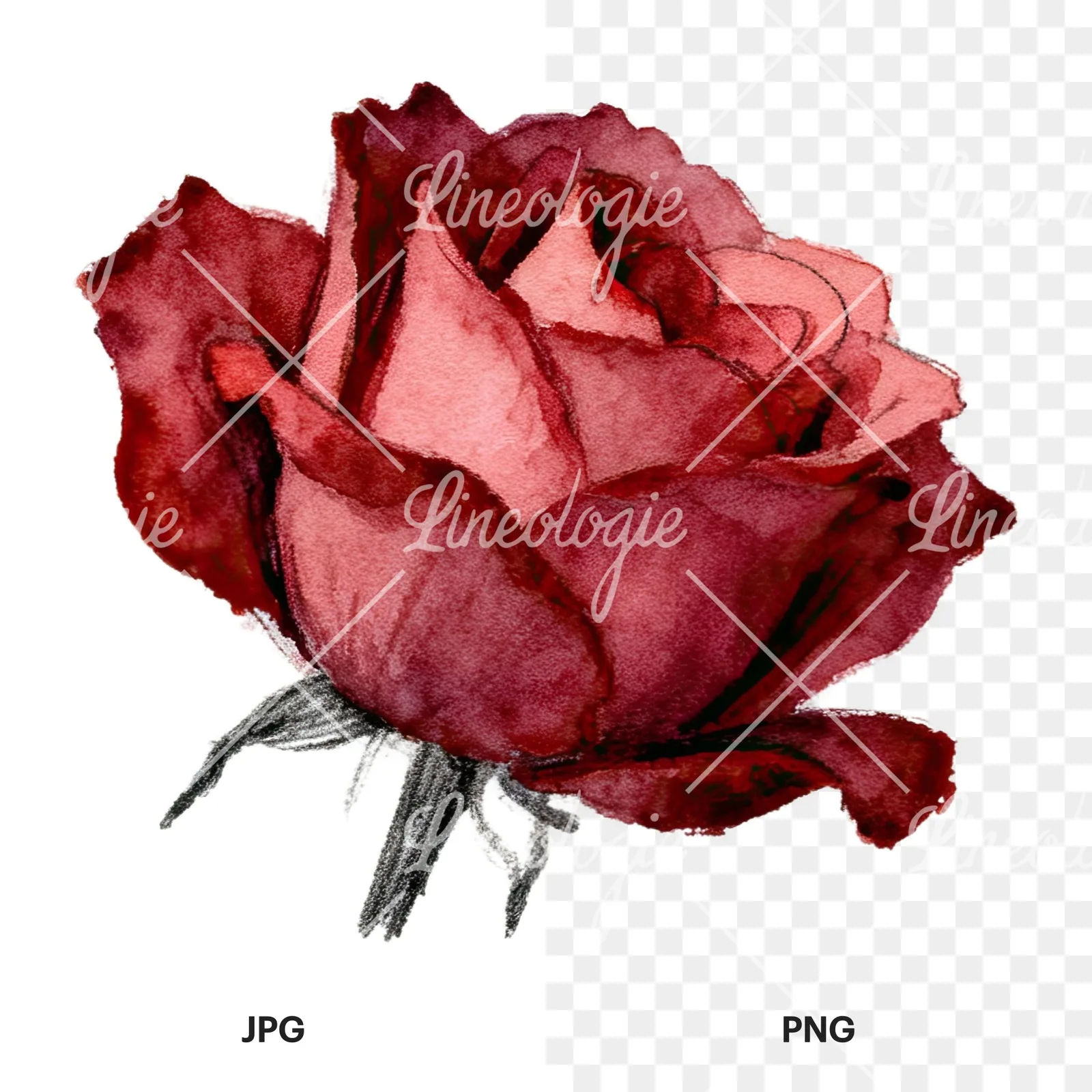 Watercolor red and pink rose with stems clipart 5 of 10, as a JPG on white and a transparent PNG