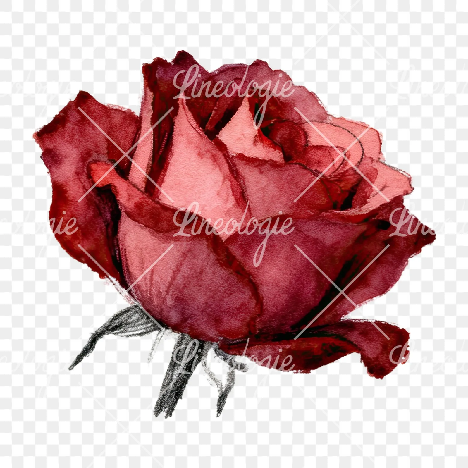Watercolor red and pink rose with stems clipart 5 of 10 on a transparent background (PNG)