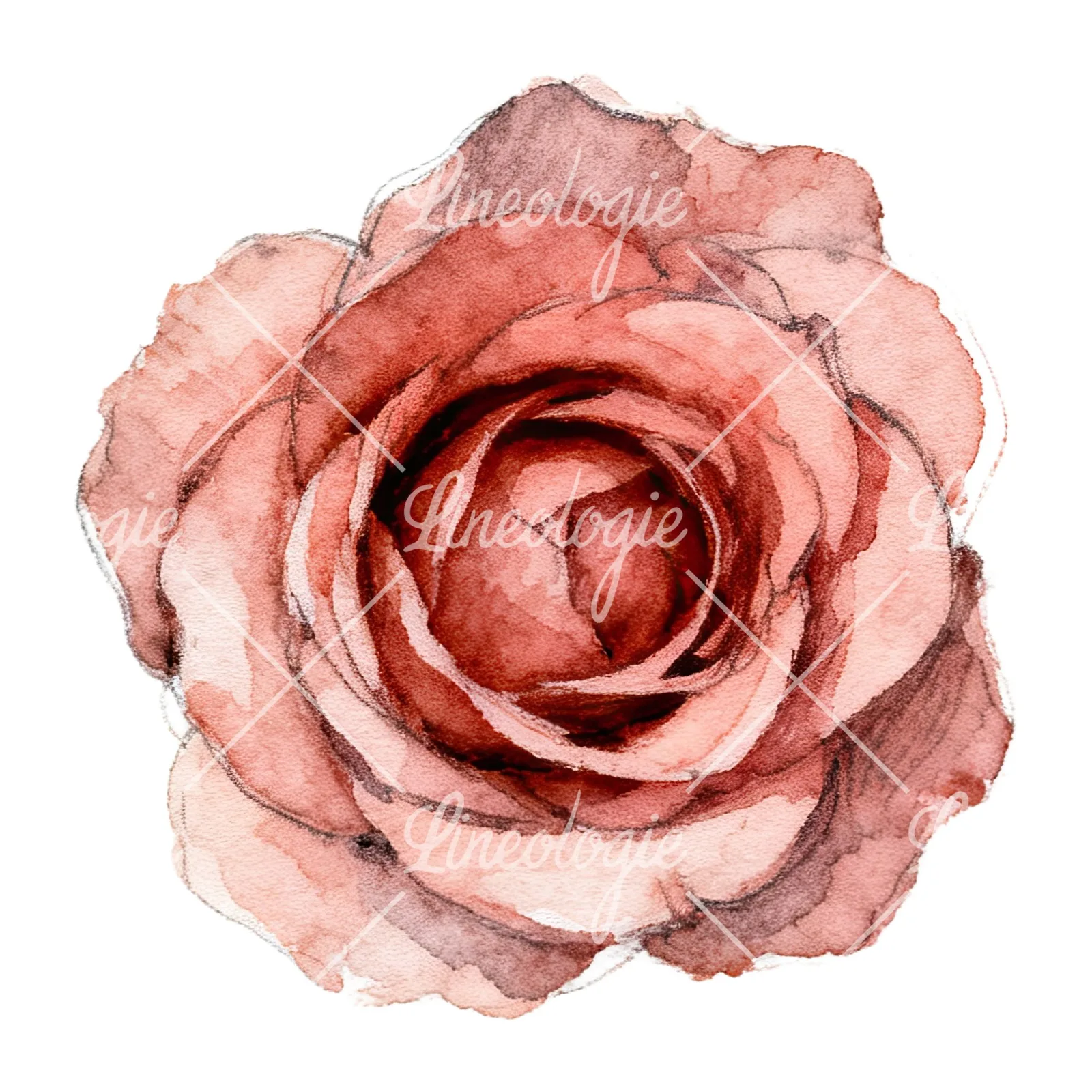 Watercolor red and pink rose with stems clipart 6 of 10 on a white background (JPG)