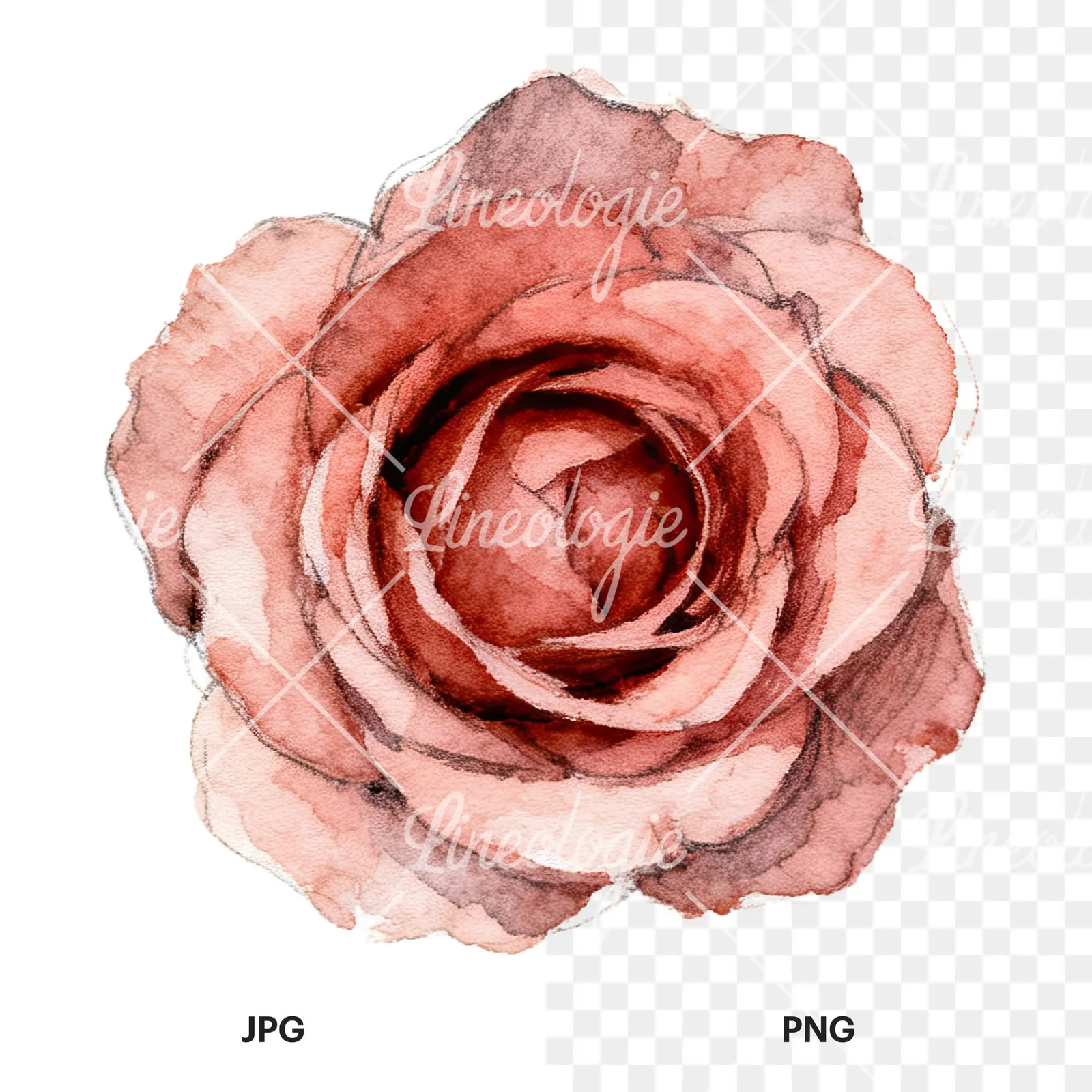 Watercolor red and pink rose with stems clipart 6 of 10, as a JPG on white and a transparent PNG