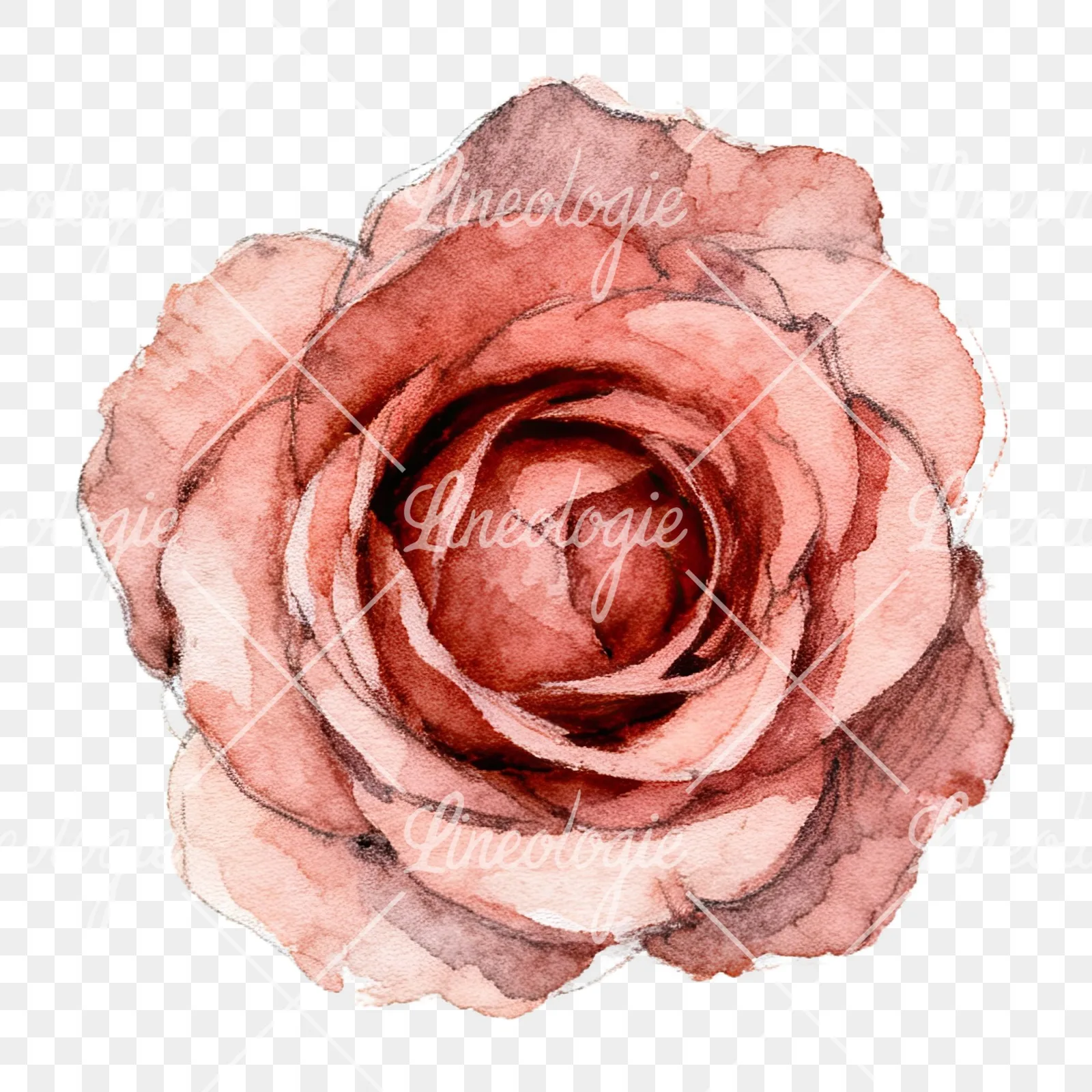 Watercolor red and pink rose with stems clipart 6 of 10 on a transparent background (PNG)