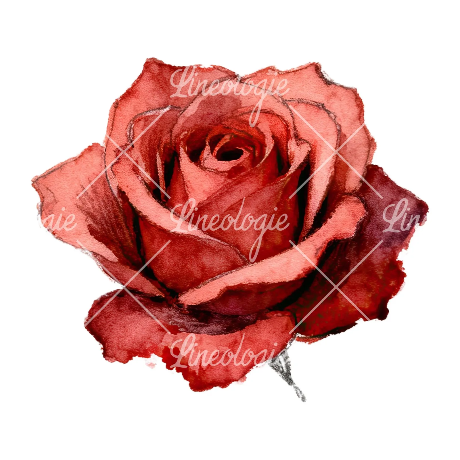 Watercolor red and pink rose with stems clipart 7 of 10 on a white background (JPG)