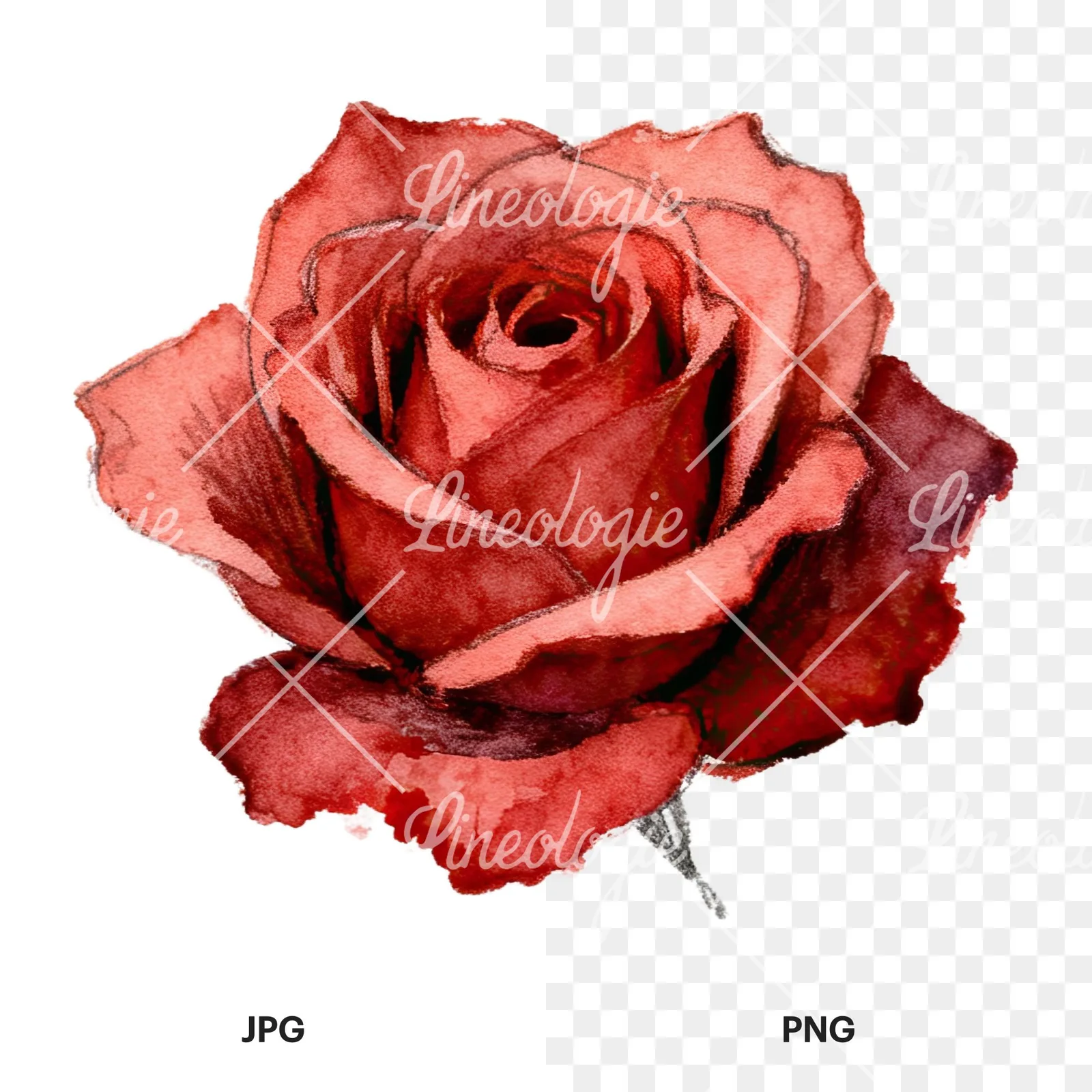Watercolor red and pink rose with stems clipart 7 of 10, as a JPG on white and a transparent PNG