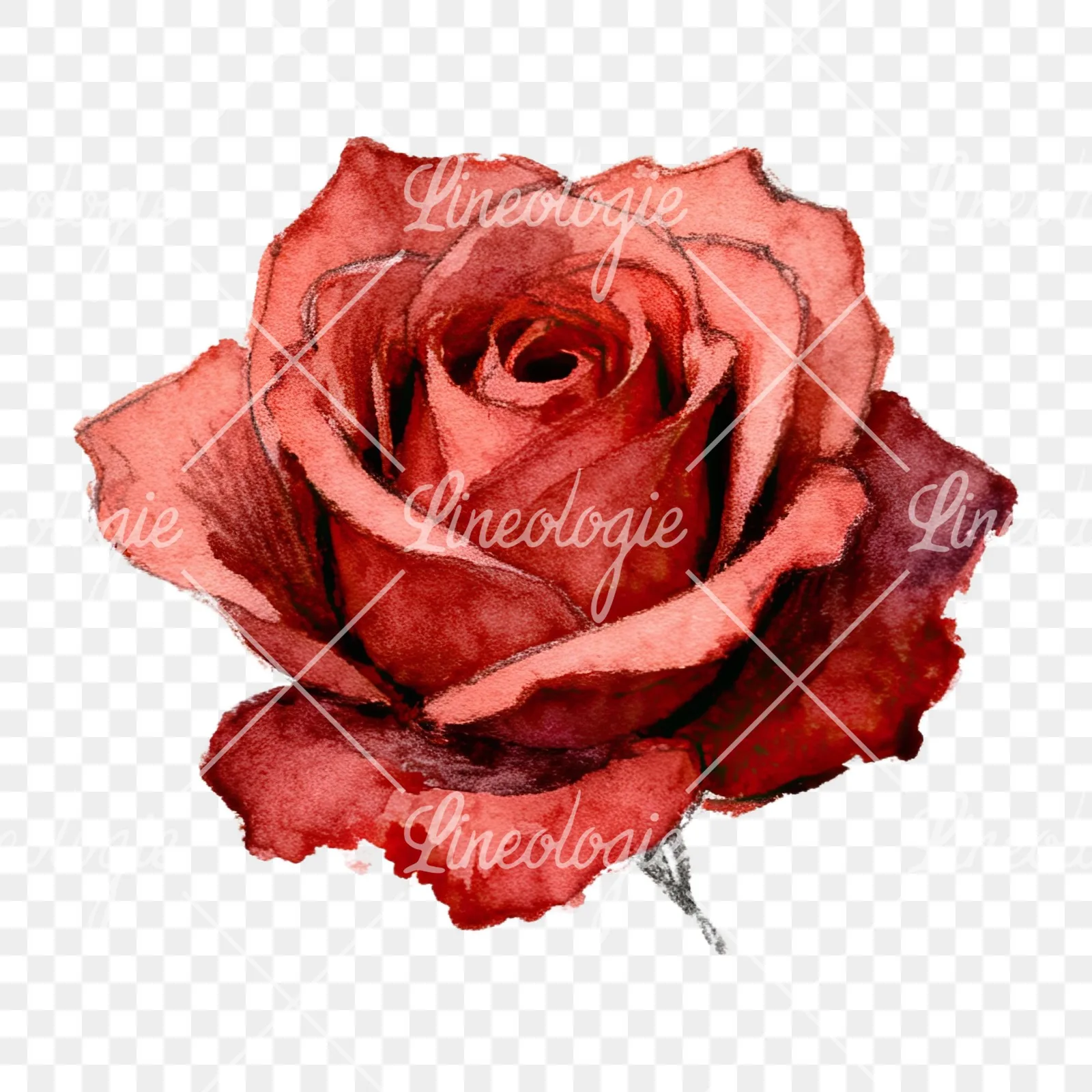 Watercolor red and pink rose with stems clipart 7 of 10 on a transparent background (PNG)
