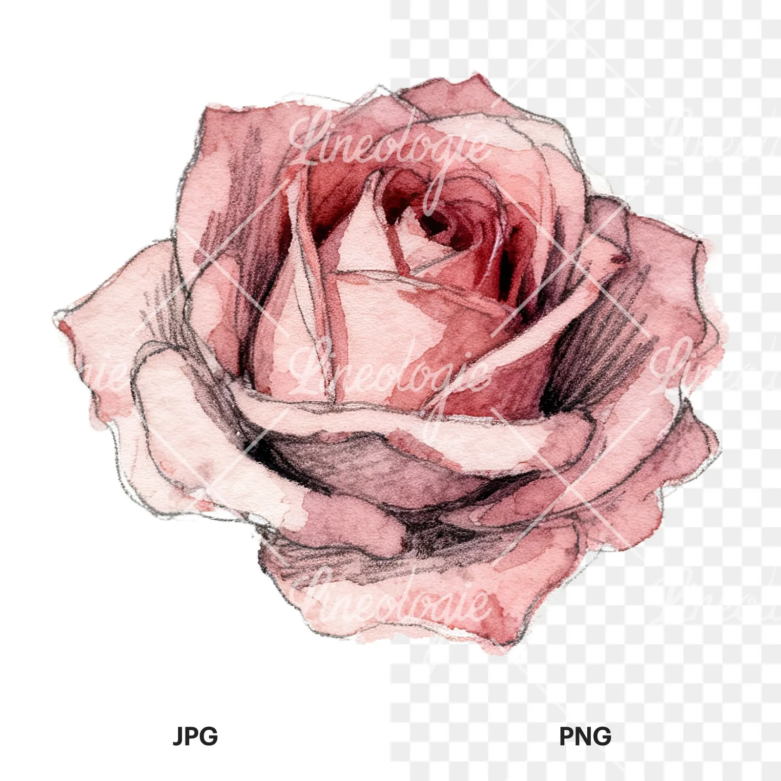 Watercolor red and pink rose with stems clipart 9 of 10, as a JPG on white and a transparent PNG