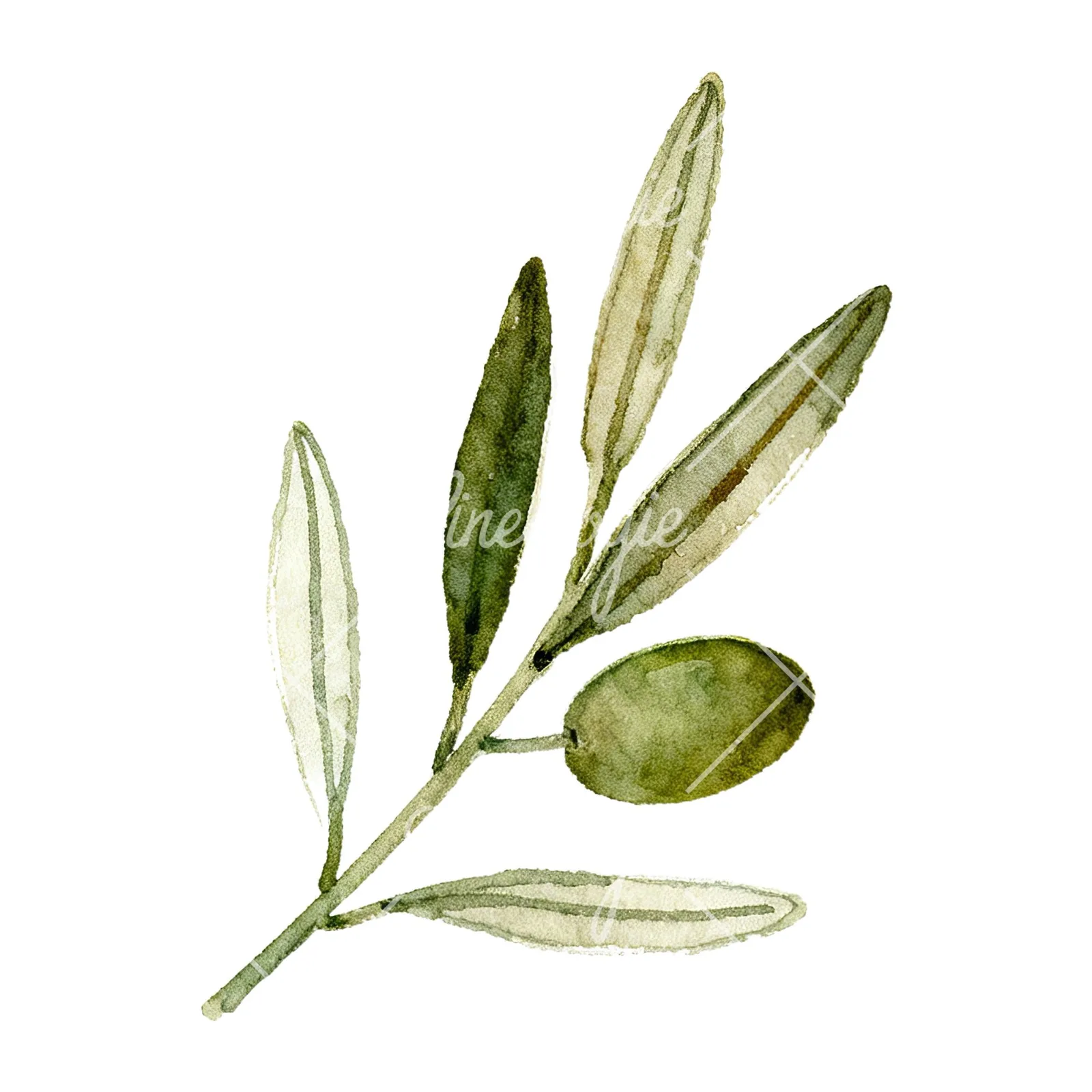 Watercolor olive branch with sketch leaf clipart 1 of 11 on a white background (JPG)