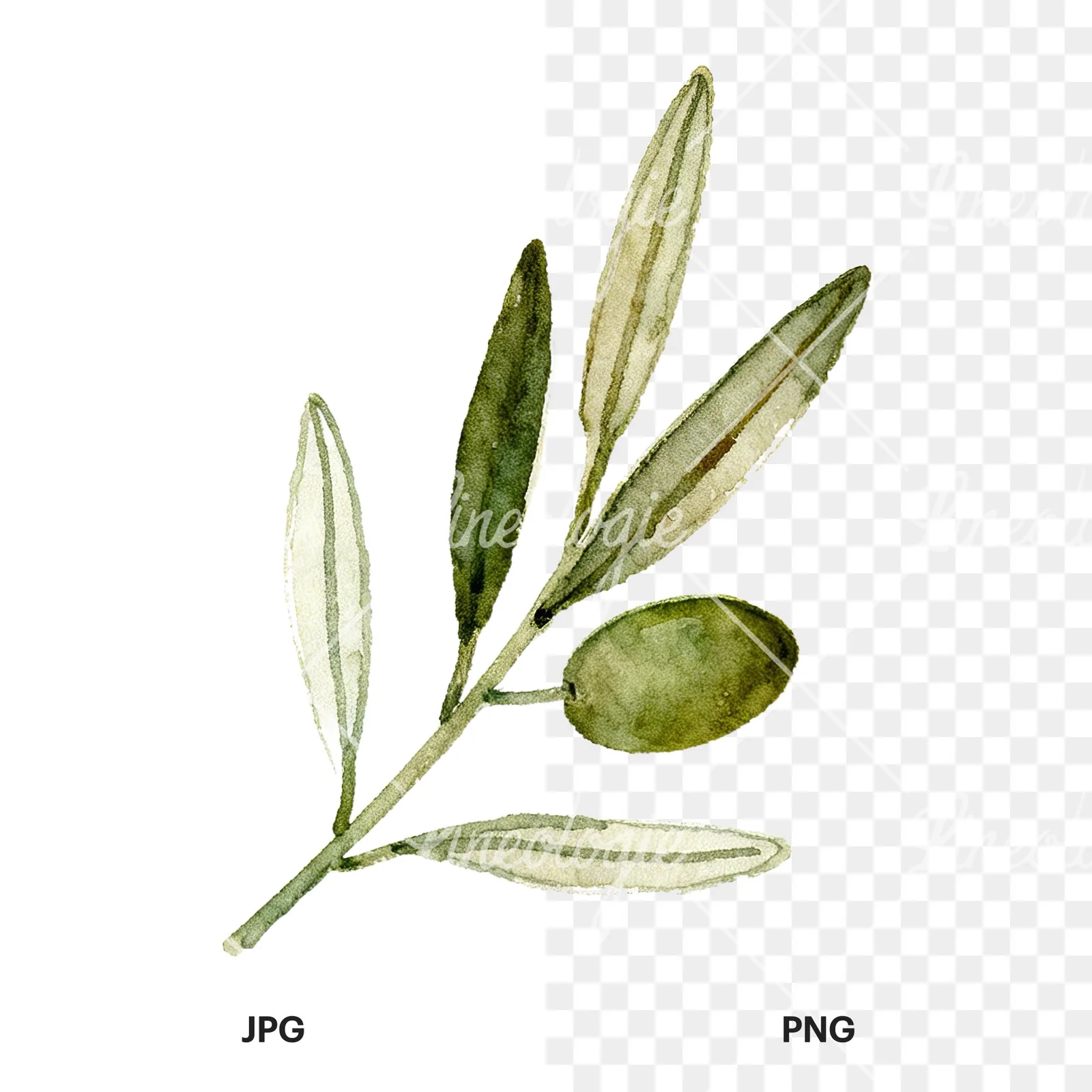 Watercolor olive branch with sketch leaf clipart 1 of 11, as a JPG on white and a transparent PNG