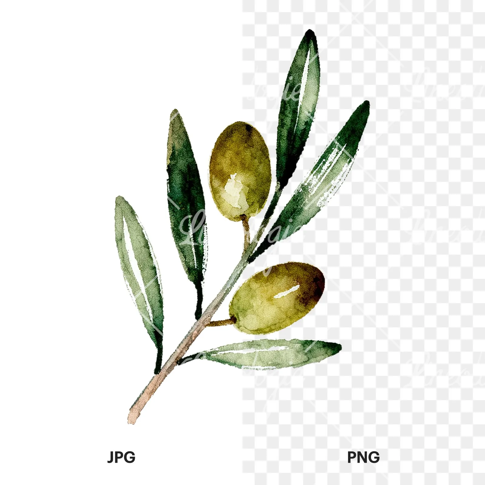 Watercolor olive branch with sketch leaf clipart 2 of 11, as a JPG on white and a transparent PNG