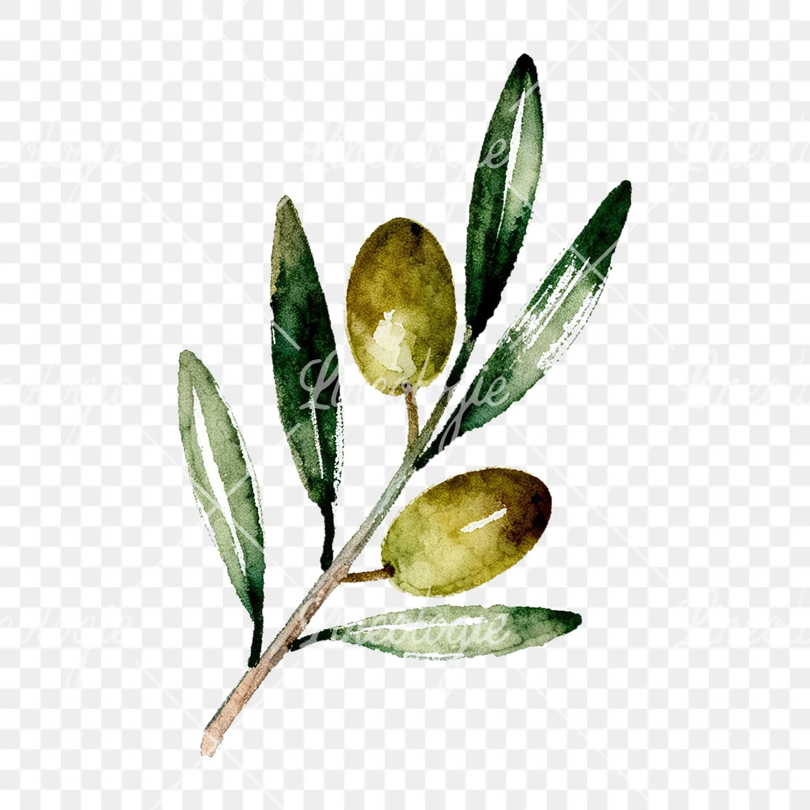 Watercolor olive branch with sketch leaf clipart 2 of 11 on a transparent background (PNG)
