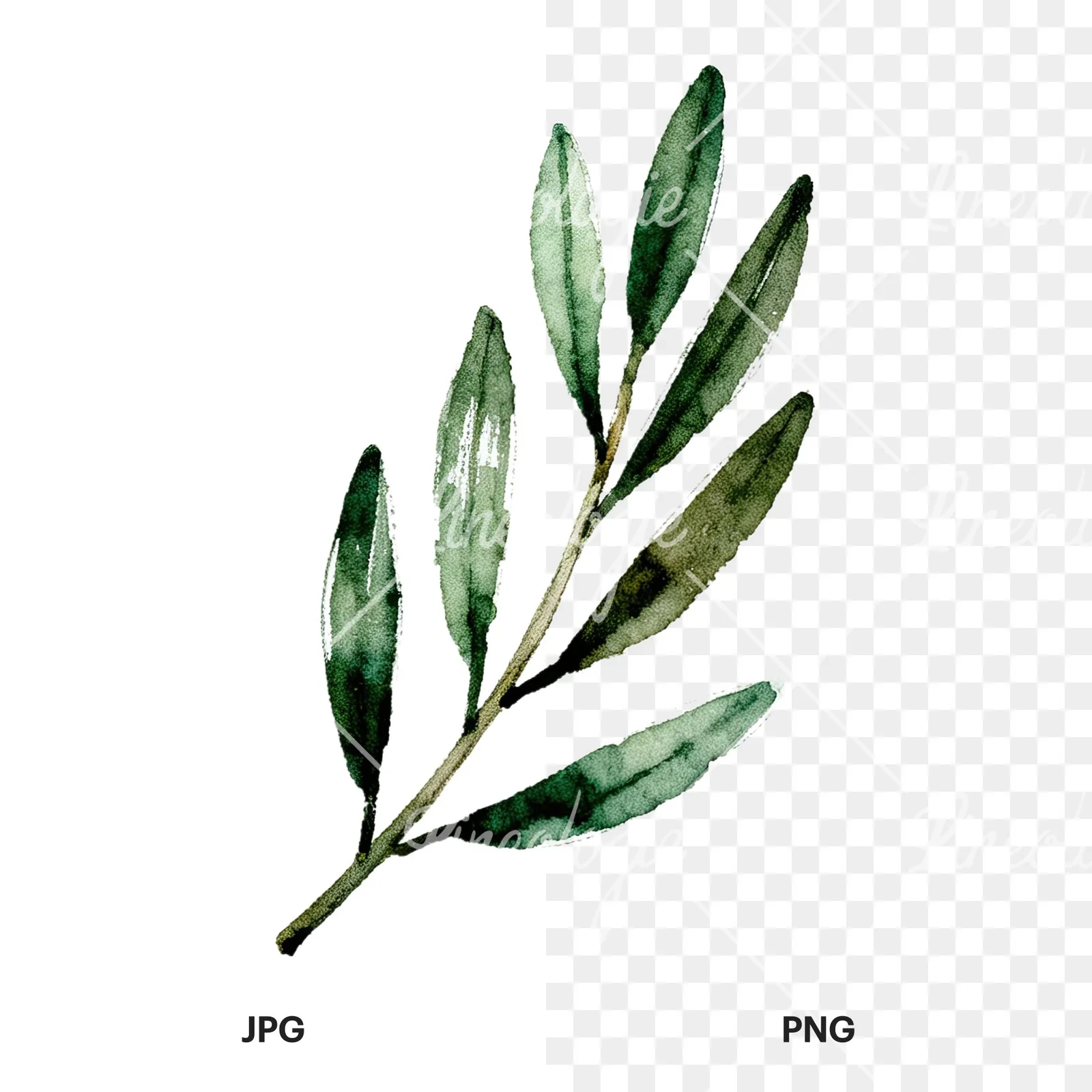 Watercolor olive branch with sketch leaf clipart 3 of 11, as a JPG on white and a transparent PNG