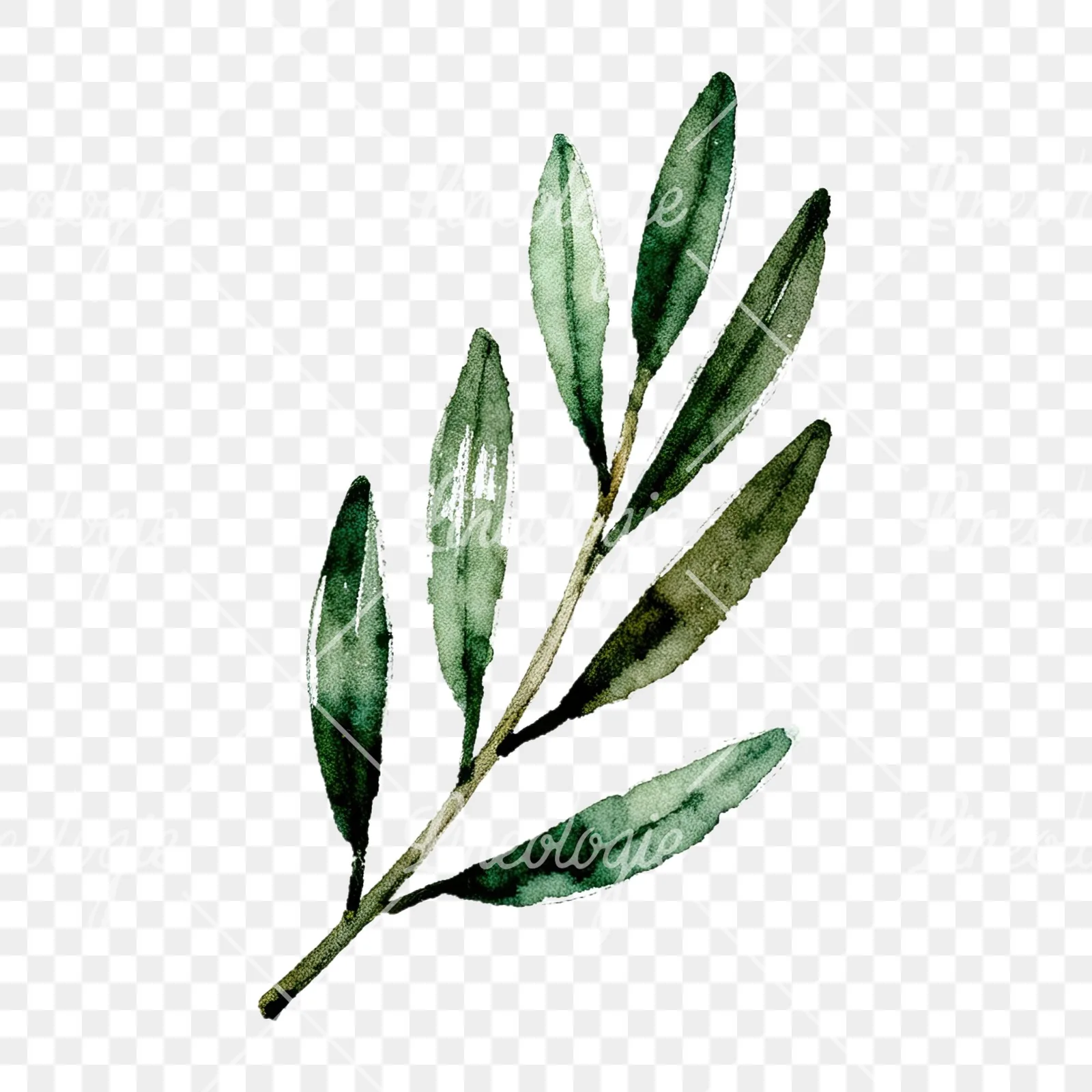 Watercolor olive branch with sketch leaf clipart 3 of 11 on a transparent background (PNG)