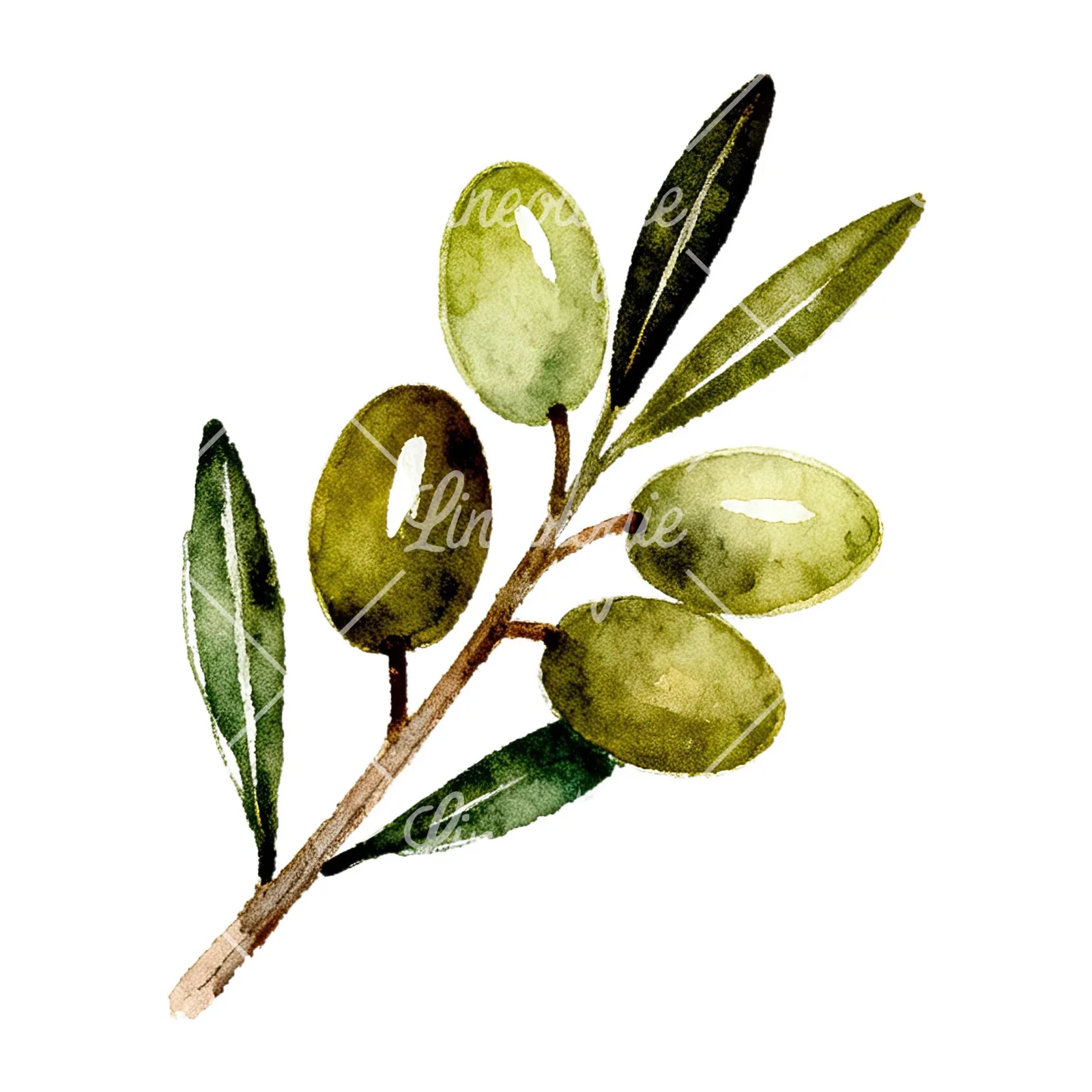 Watercolor olive branch with sketch leaf clipart 4 of 11 on a white background (JPG)