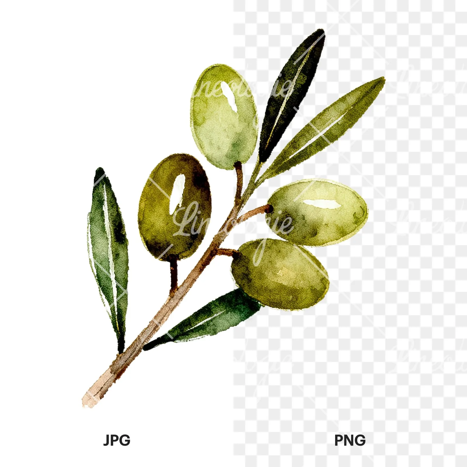 Watercolor olive branch with sketch leaf clipart 4 of 11, as a JPG on white and a transparent PNG