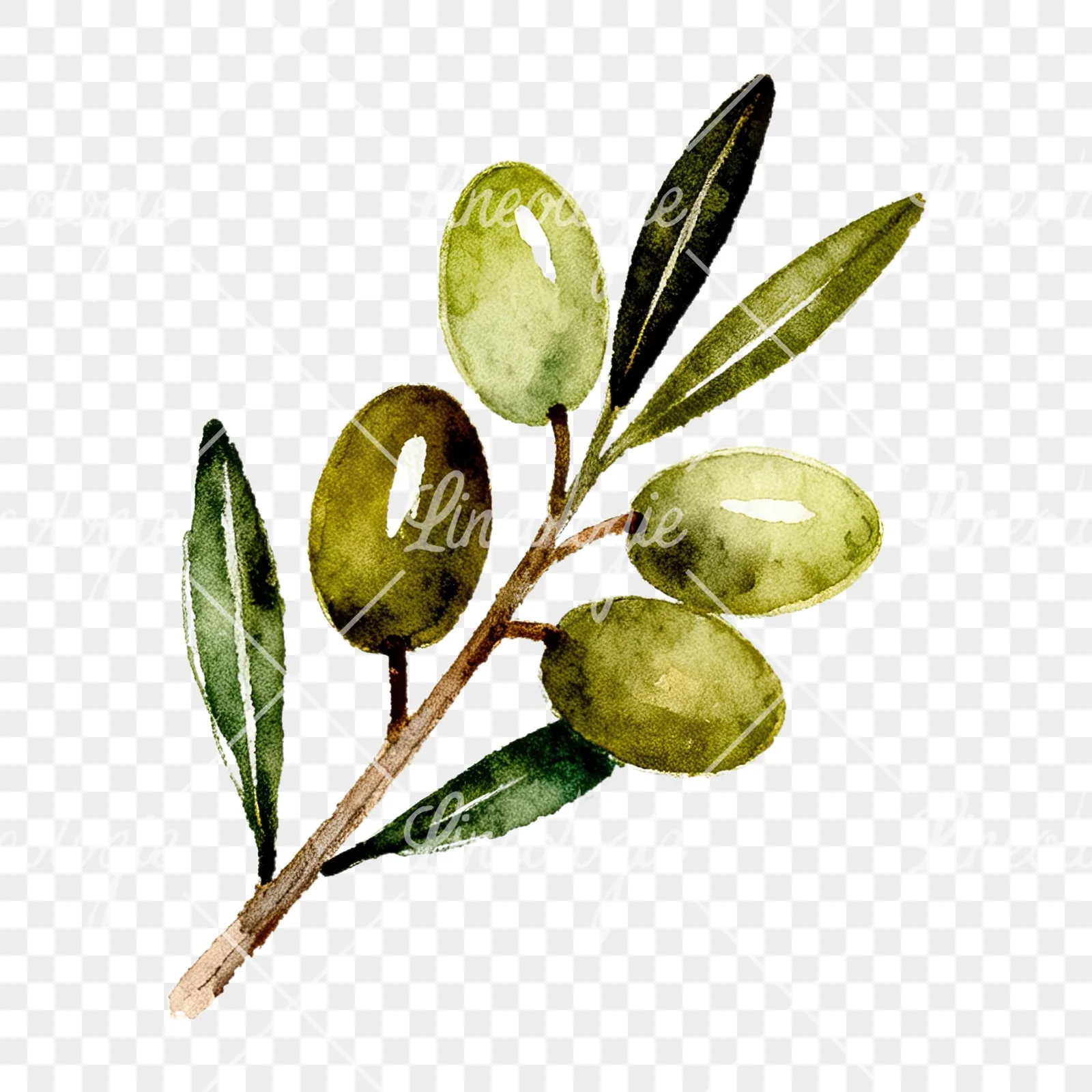 Watercolor olive branch with sketch leaf clipart 4 of 11 on a transparent background (PNG)