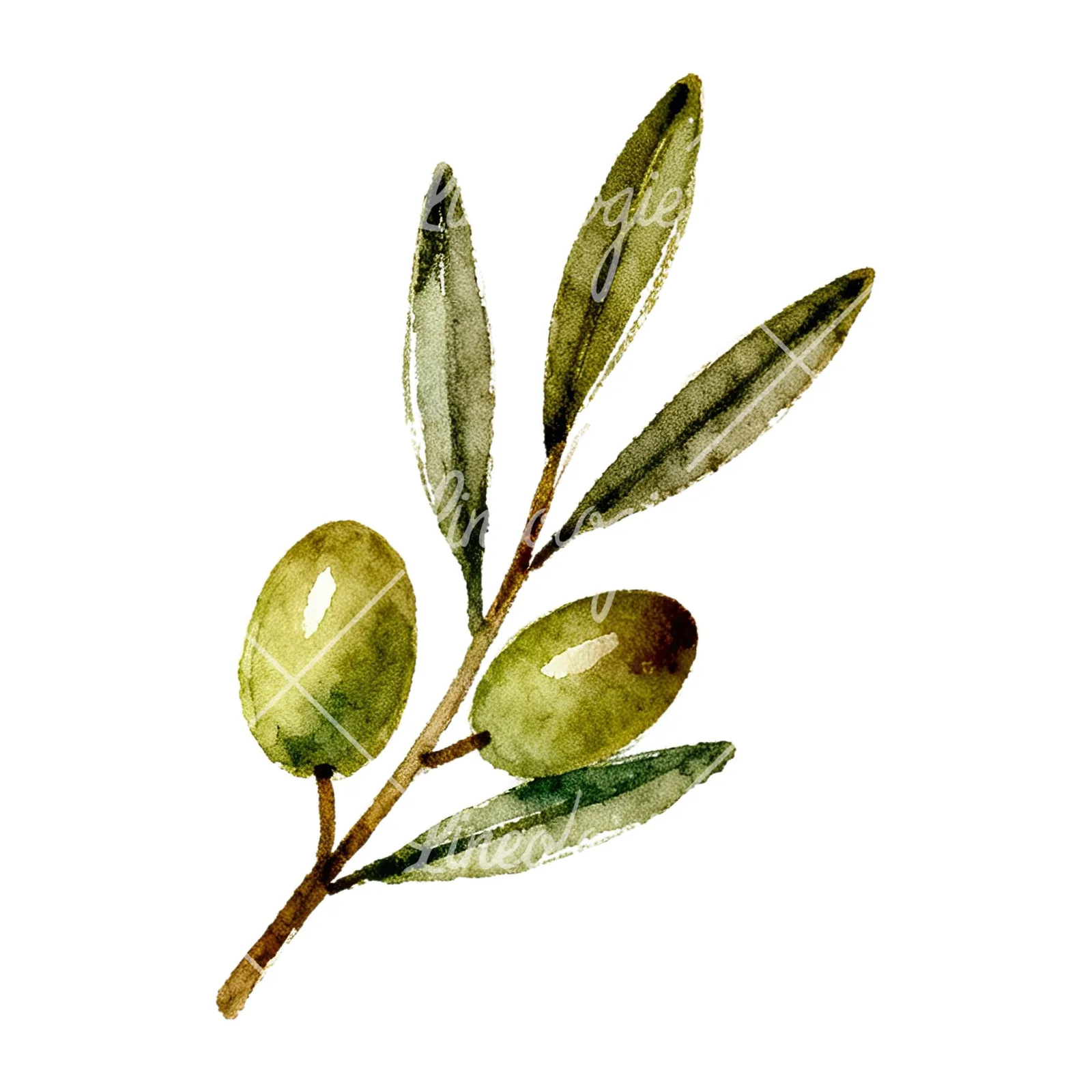 Watercolor olive branch with sketch leaf clipart 5 of 11 on a white background (JPG)