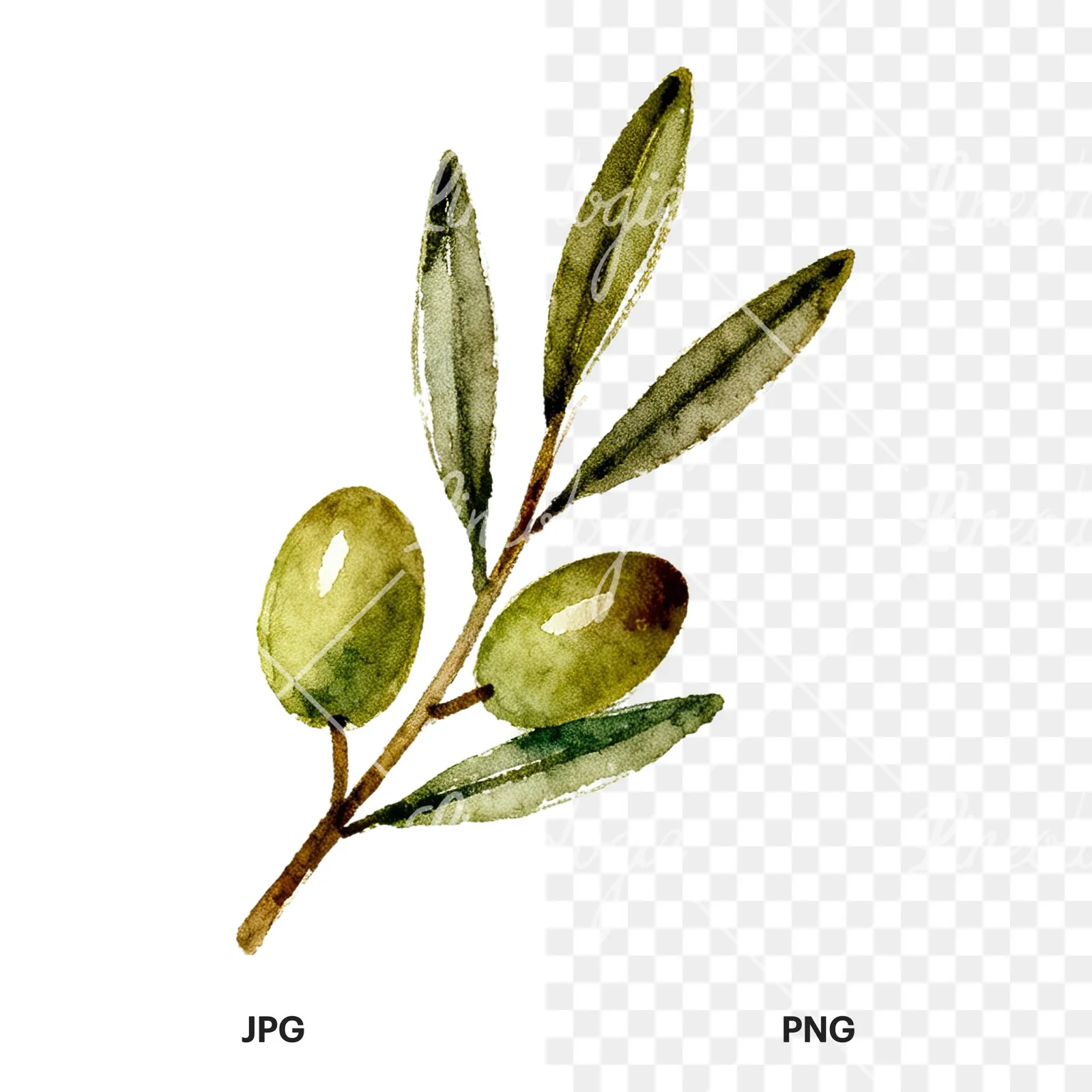 Watercolor olive branch with sketch leaf clipart 5 of 11, as a JPG on white and a transparent PNG