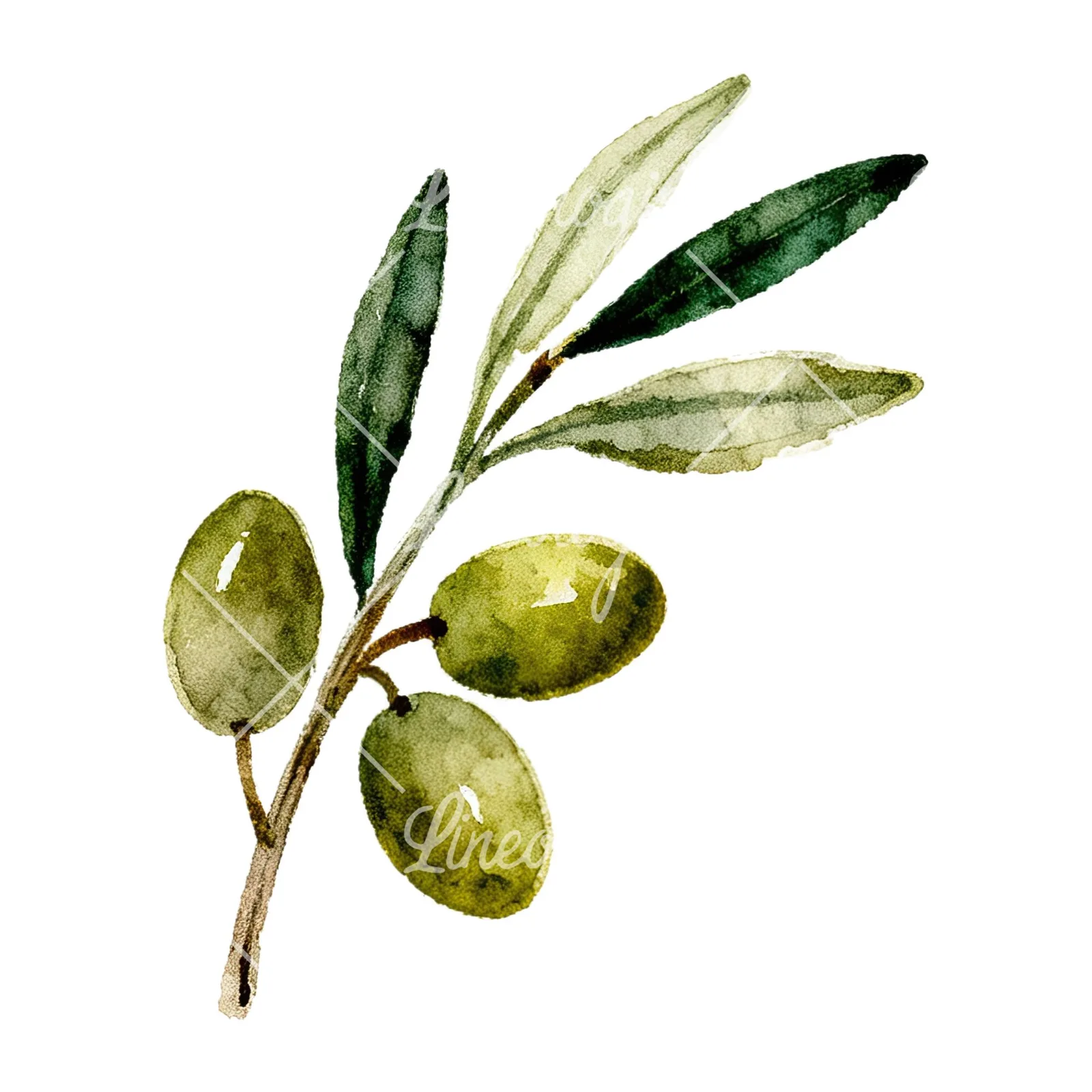 Watercolor olive branch with sketch leaf clipart 6 of 11 on a white background (JPG)