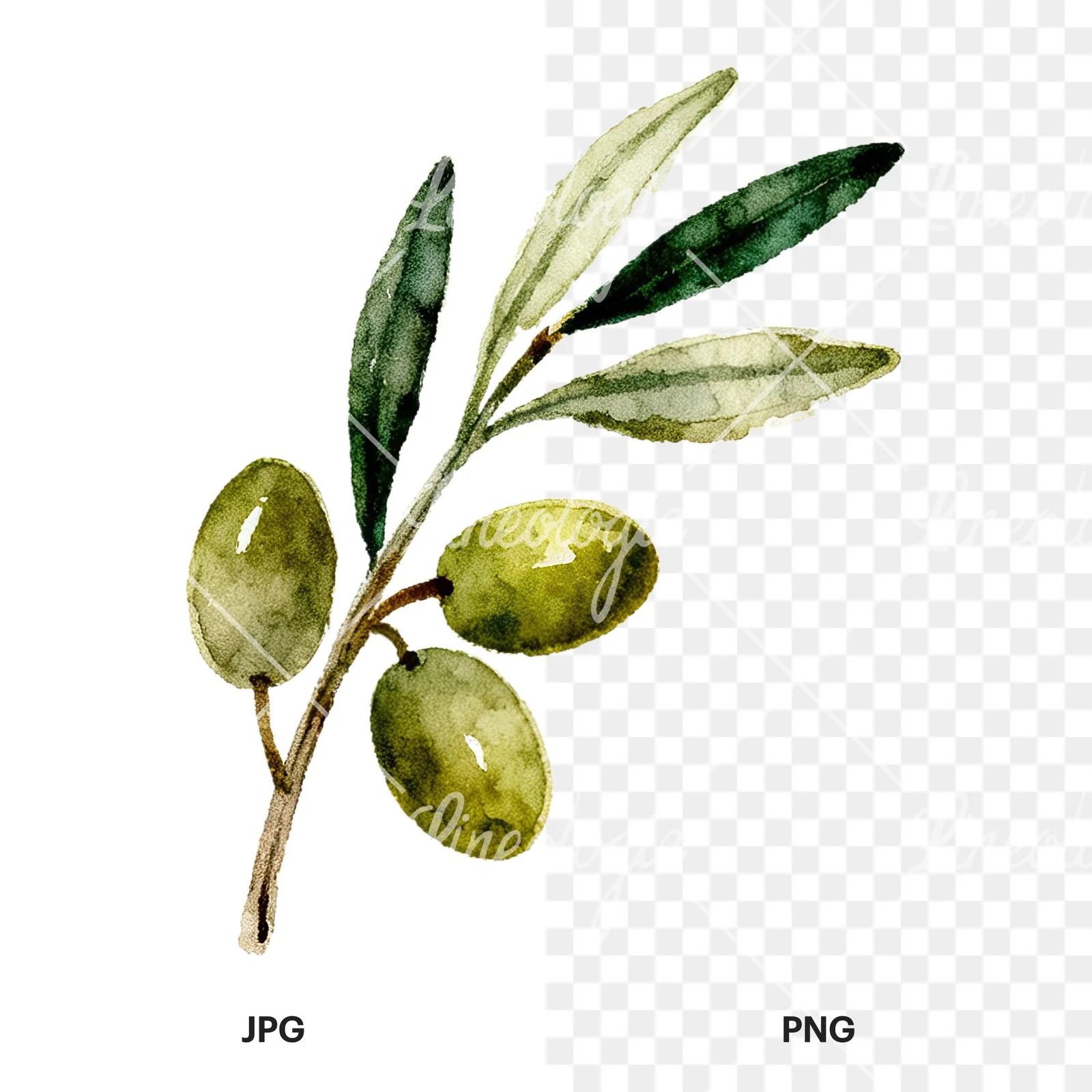 Watercolor olive branch with sketch leaf clipart 6 of 11, as a JPG on white and a transparent PNG