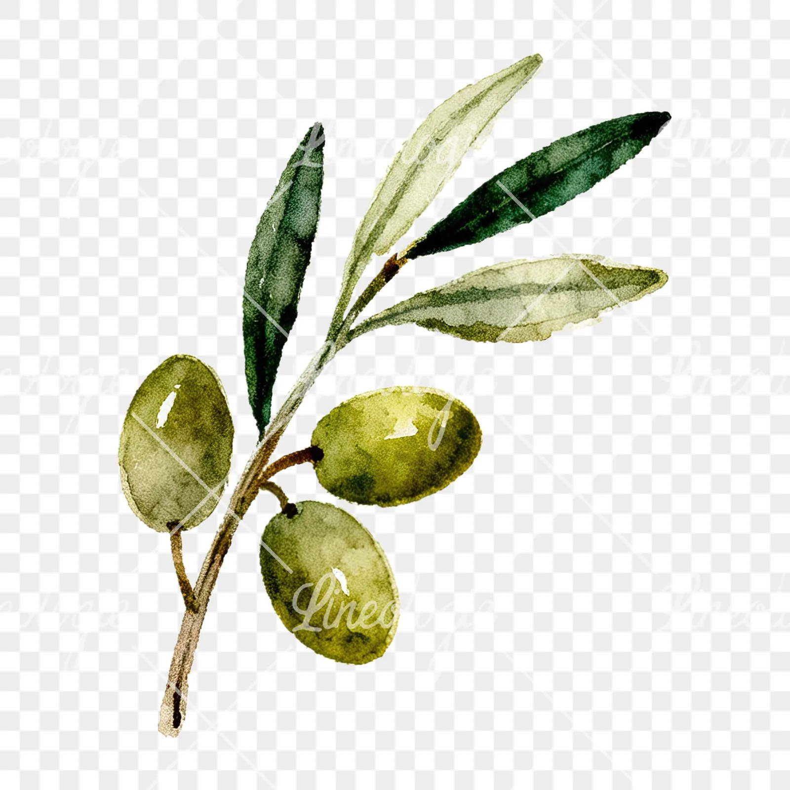 Watercolor olive branch with sketch leaf clipart 6 of 11 on a transparent background (PNG)