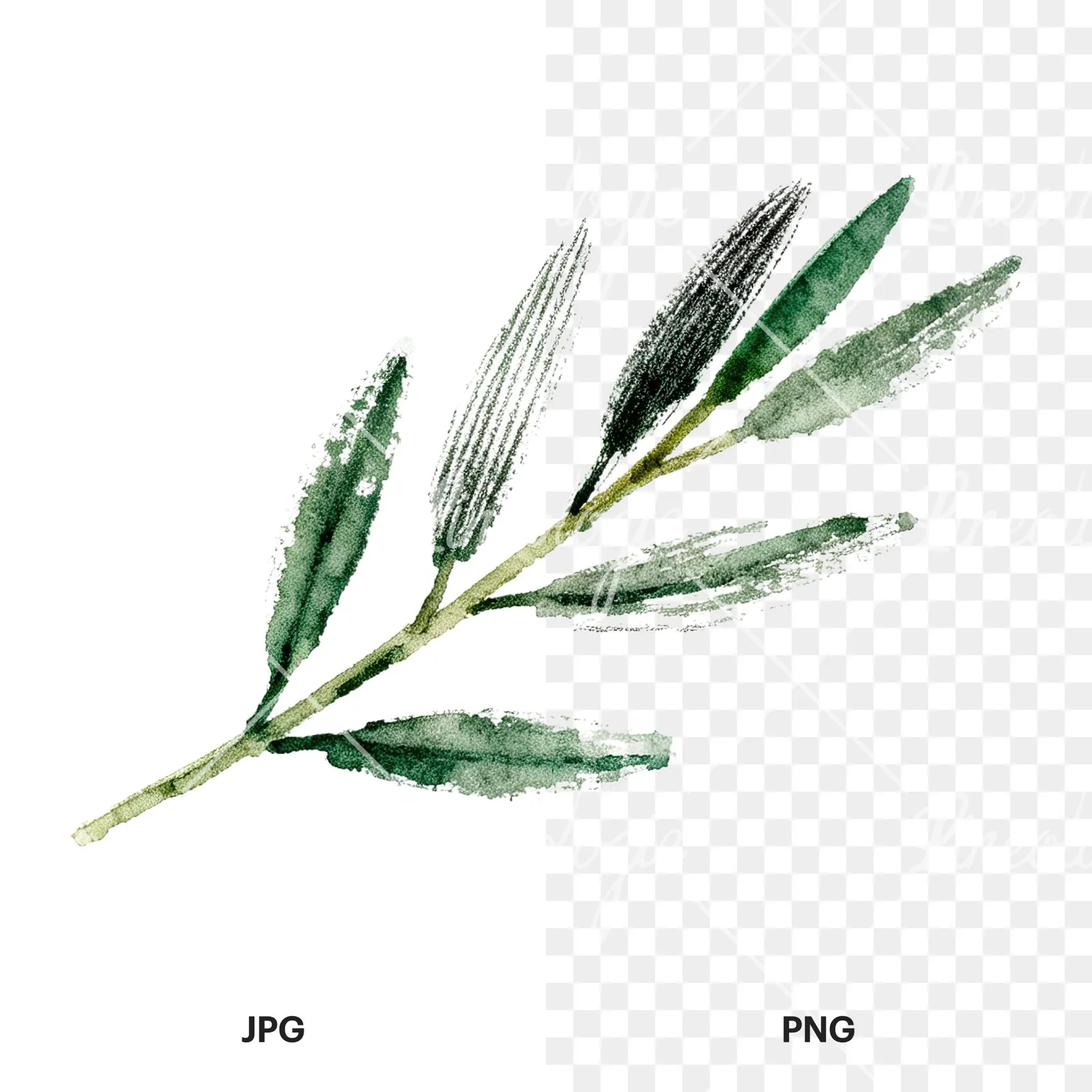 Watercolor olive branch with sketch leaf clipart 7 of 11, as a JPG on white and a transparent PNG