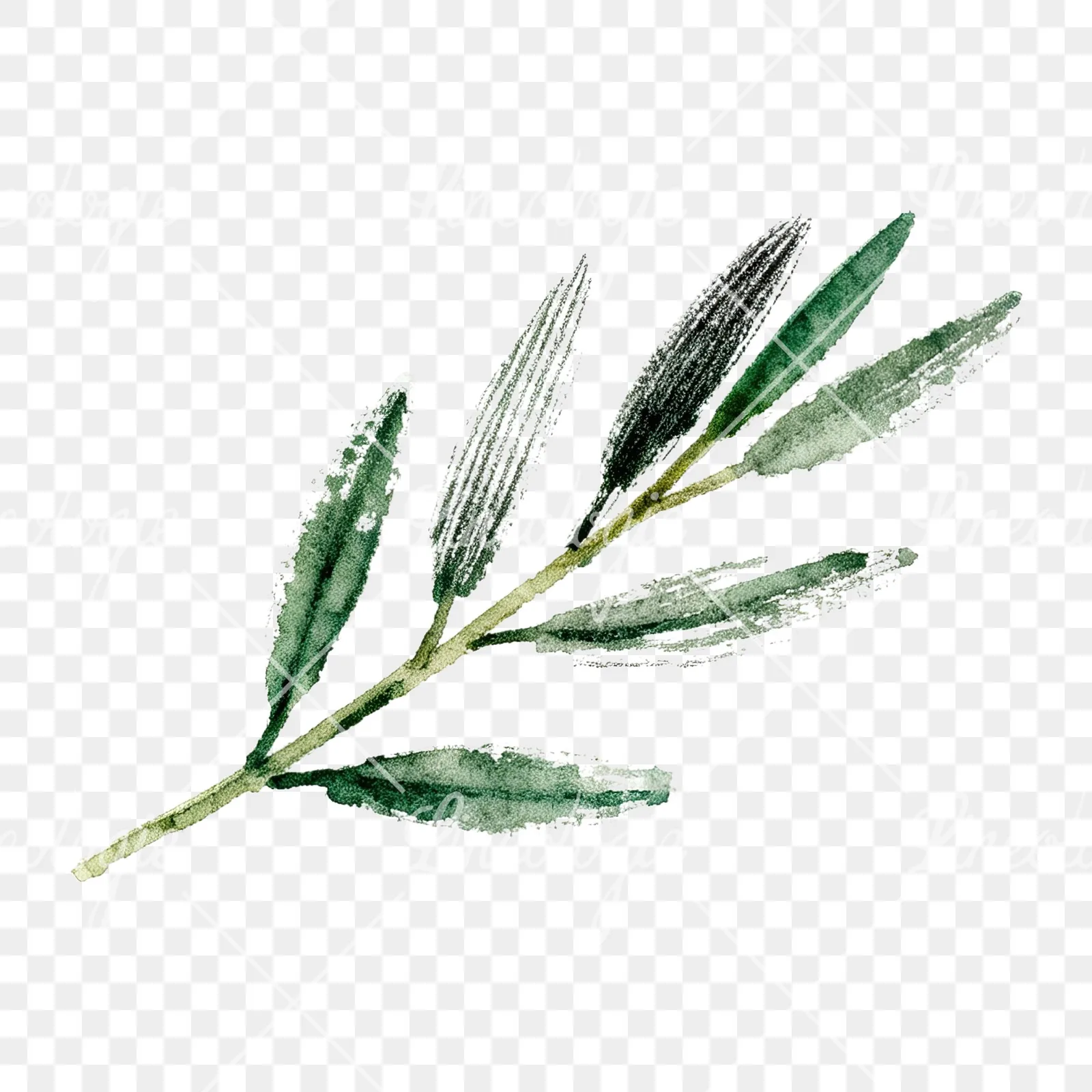 Watercolor olive branch with sketch leaf clipart 7 of 11 on a transparent background (PNG)