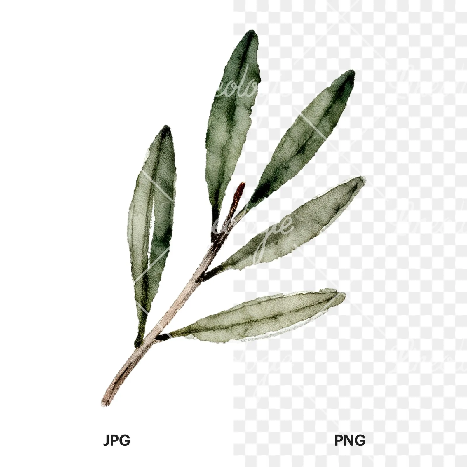 Watercolor olive branch with sketch leaf clipart 8 of 11, as a JPG on white and a transparent PNG