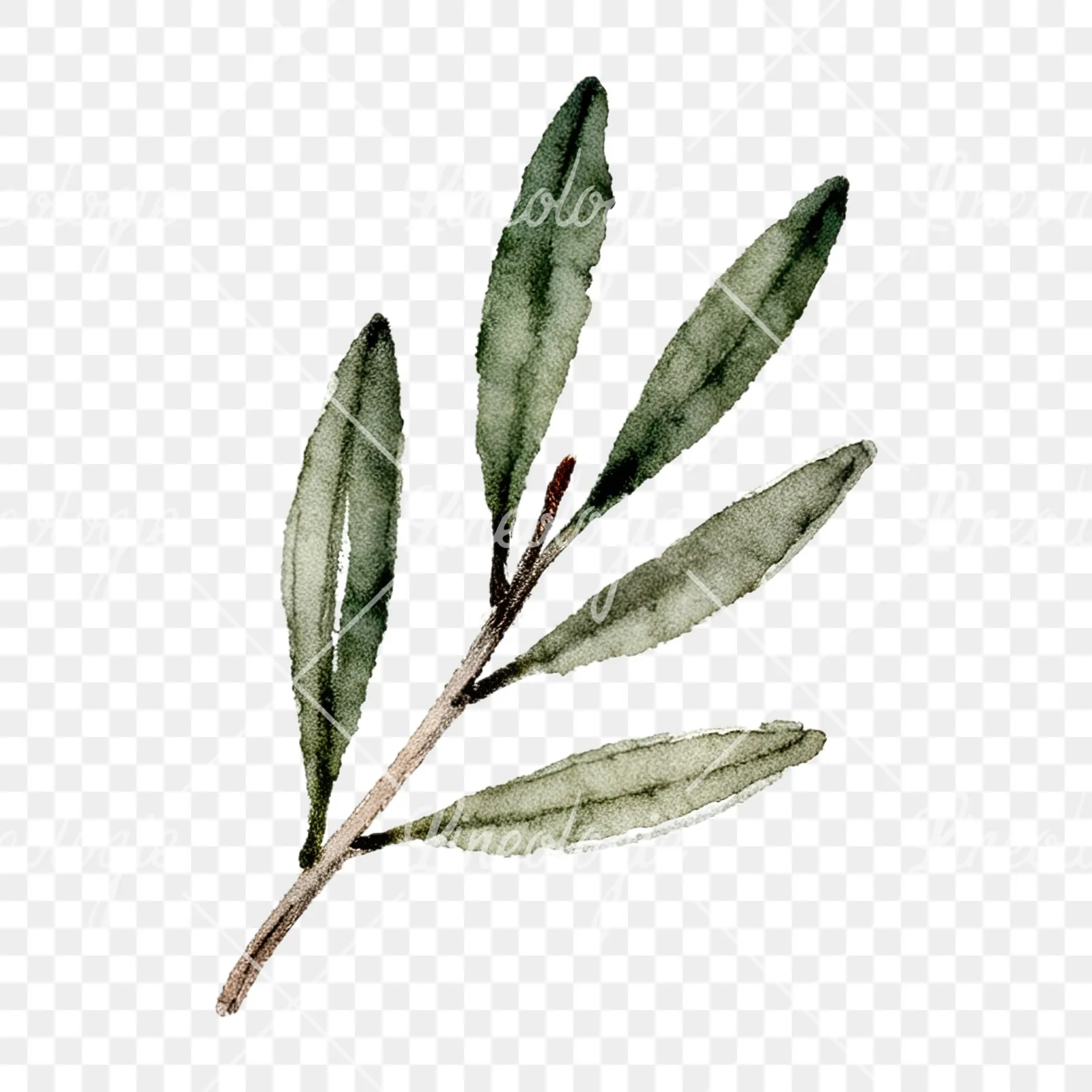 Watercolor olive branch with sketch leaf clipart 8 of 11 on a transparent background (PNG)