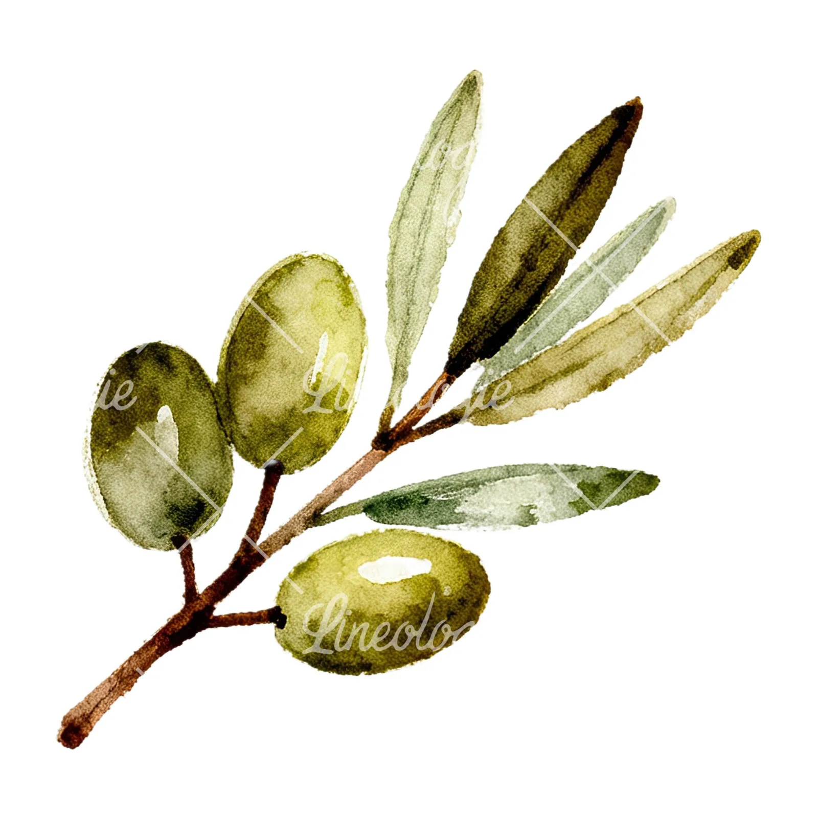 Watercolor olive branch with sketch leaf clipart 9 of 11 on a white background (JPG)
