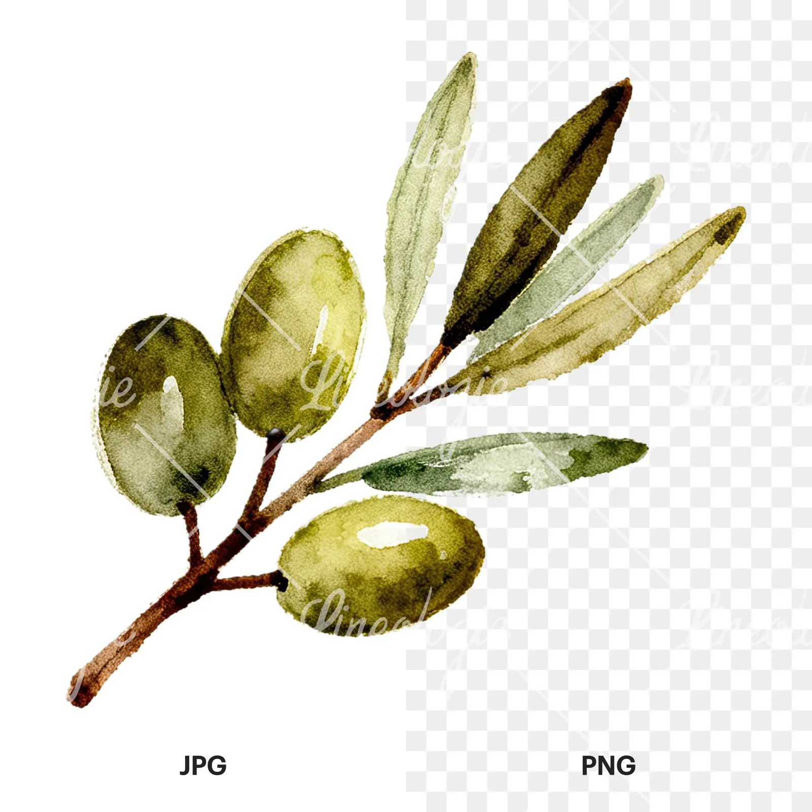 Watercolor olive branch with sketch leaf clipart 9 of 11, as a JPG on white and a transparent PNG