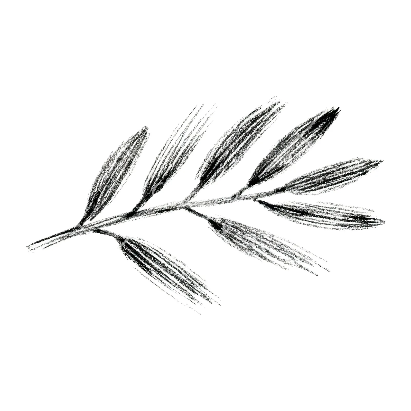 Watercolor olive branch with sketch leaf clipart 10 of 11 on a white background (JPG)
