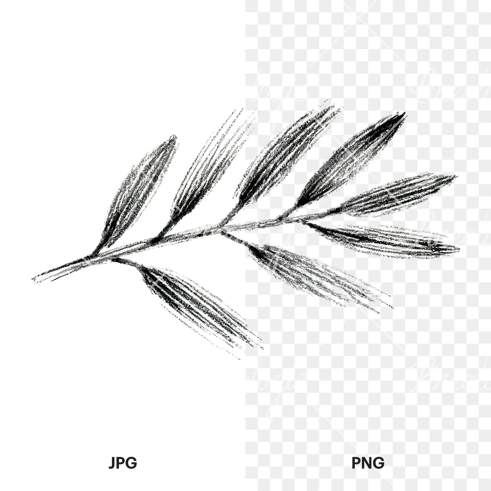 Watercolor olive branch with sketch leaf clipart 10 of 11, as a JPG on white and a transparent PNG