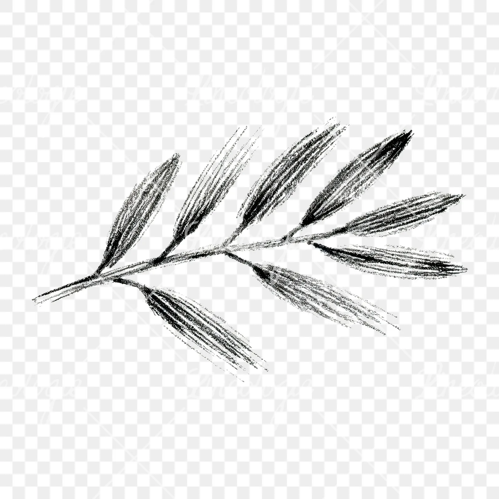 Watercolor olive branch with sketch leaf clipart 10 of 11 on a transparent background (PNG)