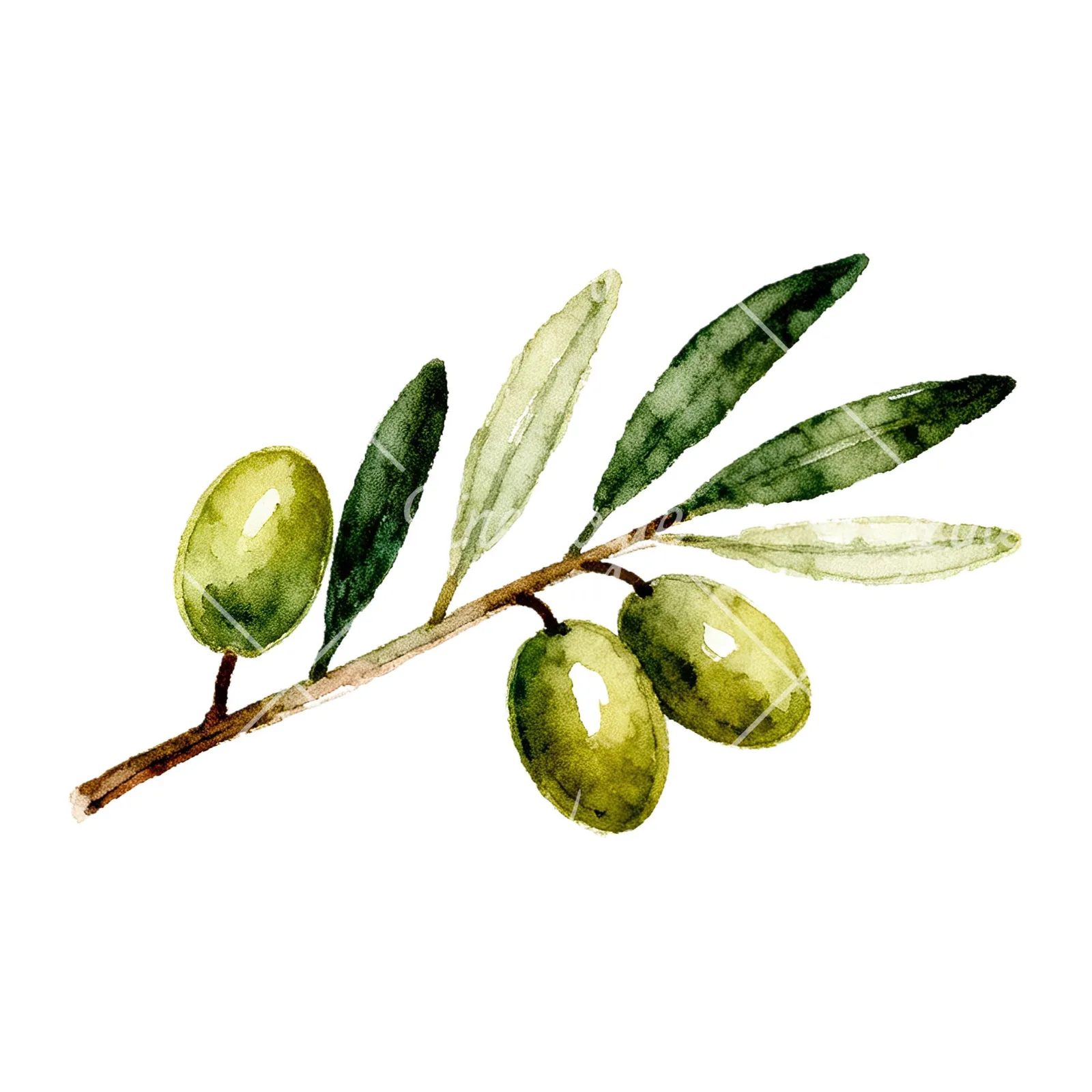 Watercolor olive branch with sketch leaf clipart 11 of 11 on a white background (JPG)
