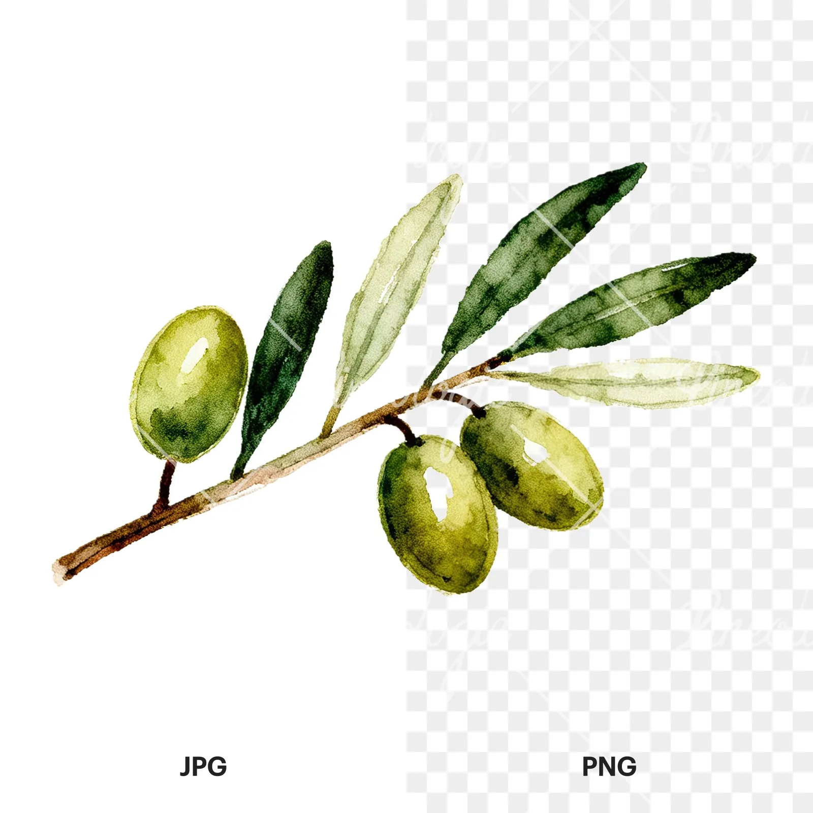 Watercolor olive branch with sketch leaf clipart 11 of 11, as a JPG on white and a transparent PNG