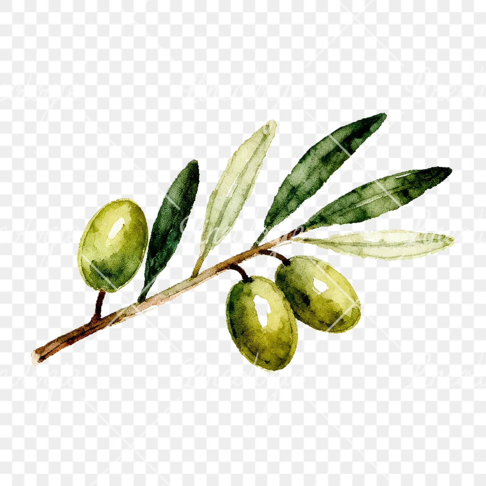 Watercolor olive branch with sketch leaf clipart 11 of 11 on a transparent background (PNG)