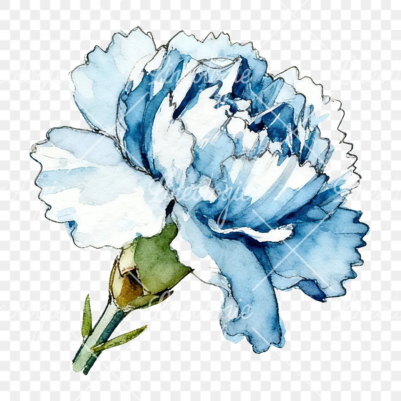 Watercolor blue carnation flower clipart 1 of 12 on a transparent background (PNG)
