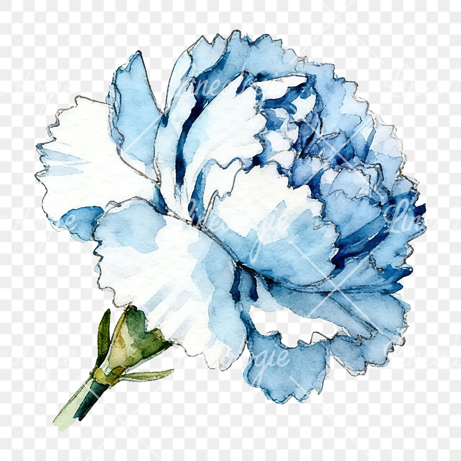 Watercolor blue carnation flower clipart 2 of 12 on a transparent background (PNG)