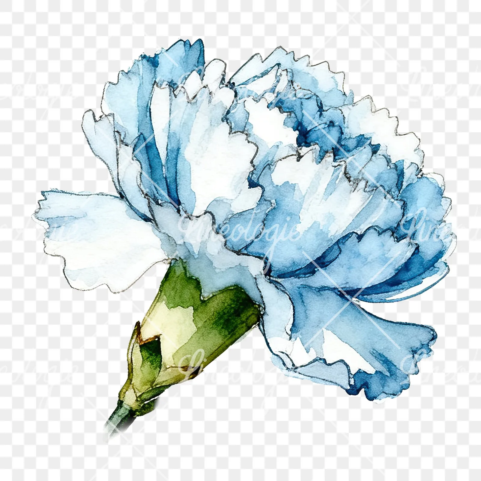 Watercolor blue carnation flower clipart 3 of 12 on a transparent background (PNG)