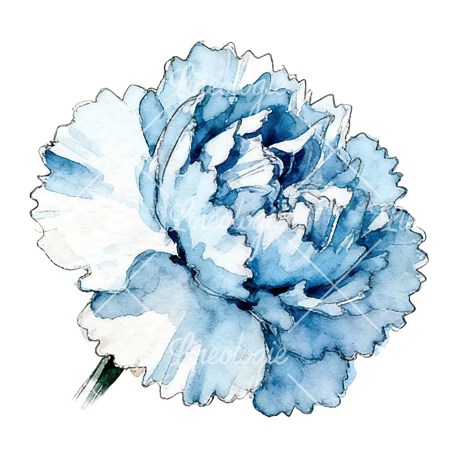 Watercolor blue carnation flower clipart 4 of 12 on a white background (JPG)