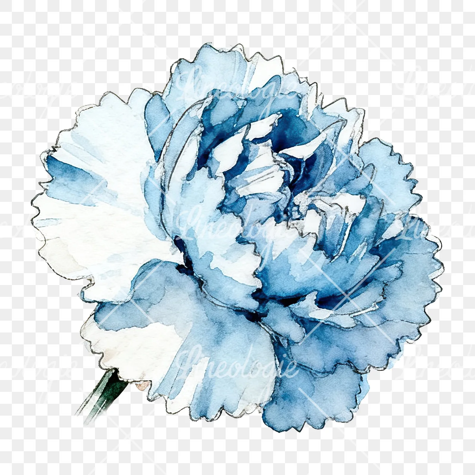 Watercolor blue carnation flower clipart 4 of 12 on a transparent background (PNG)