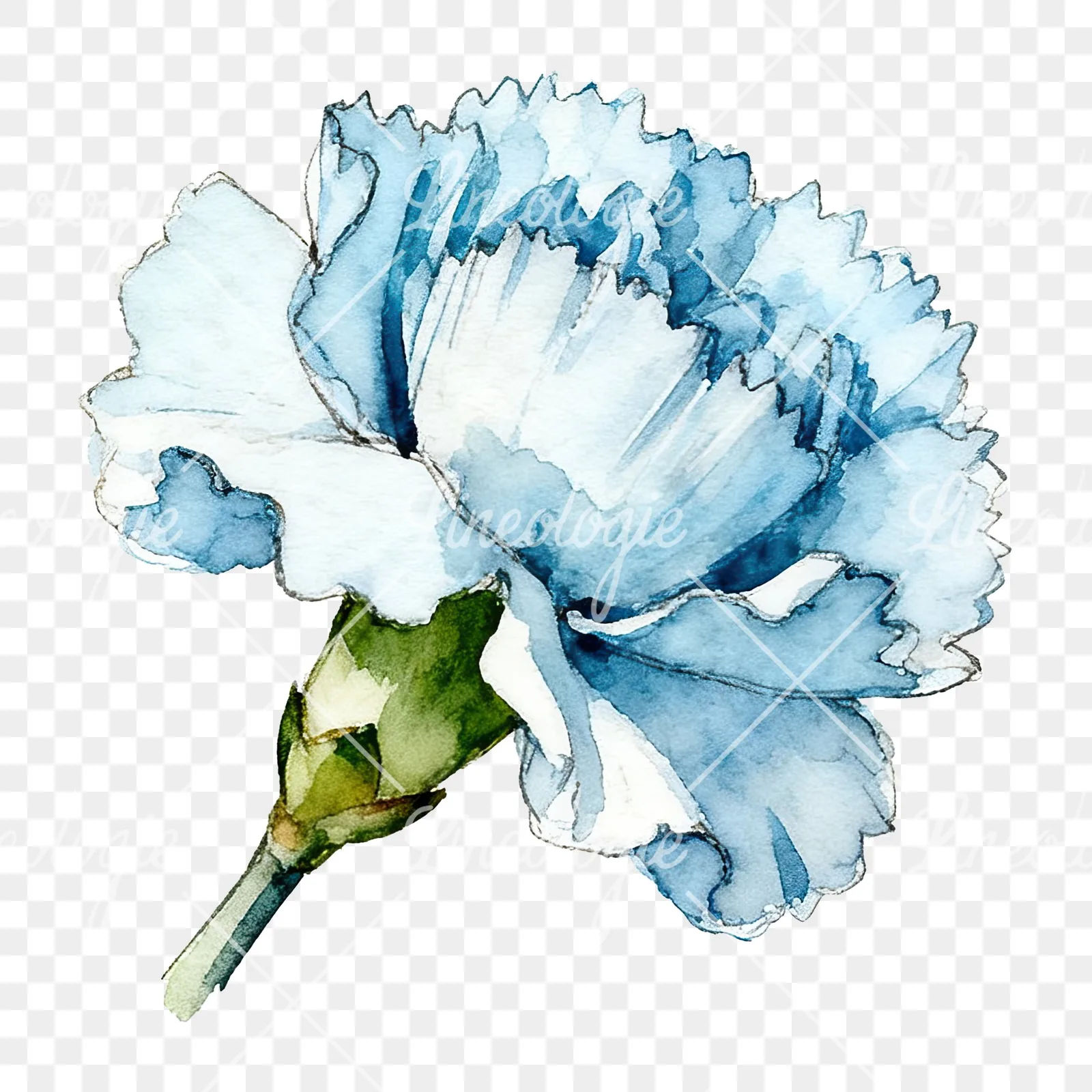 Watercolor blue carnation flower clipart 5 of 12 on a transparent background (PNG)