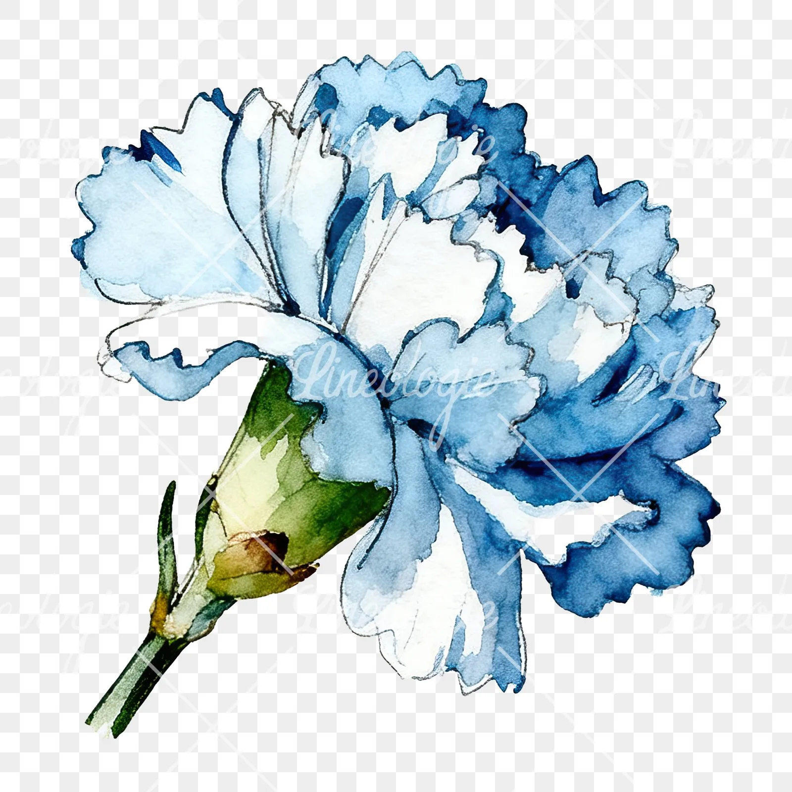 Watercolor blue carnation flower clipart 6 of 12 on a transparent background (PNG)
