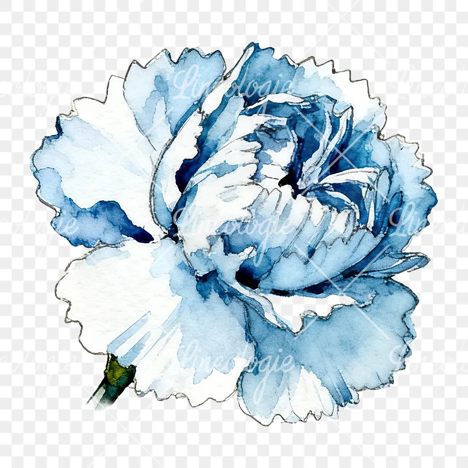 Watercolor blue carnation flower clipart 7 of 12 on a transparent background (PNG)